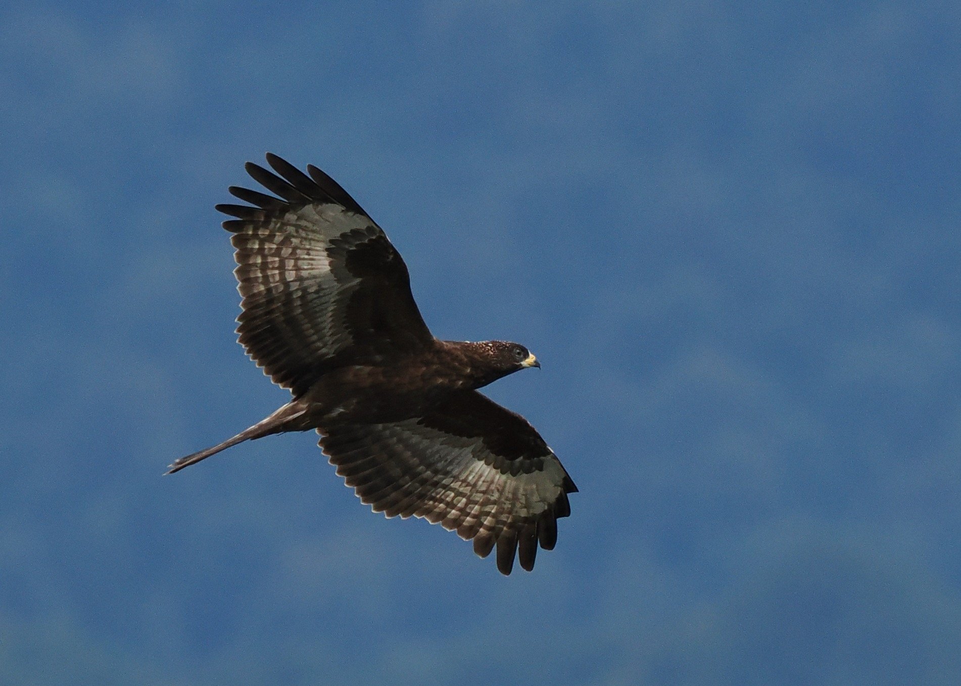 Honey Buzzard