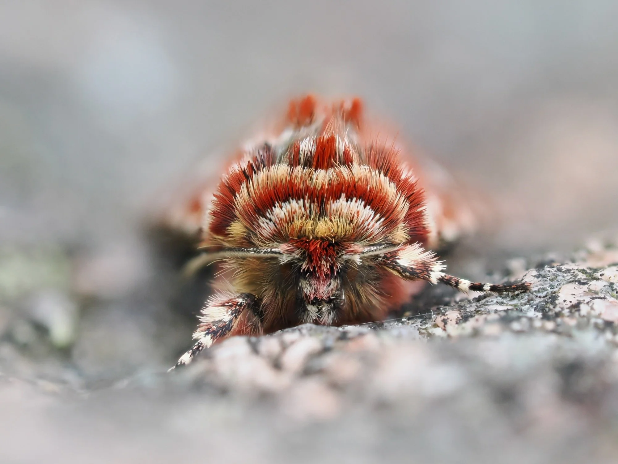 A beautiful yellow underwing facing the camera in high detail