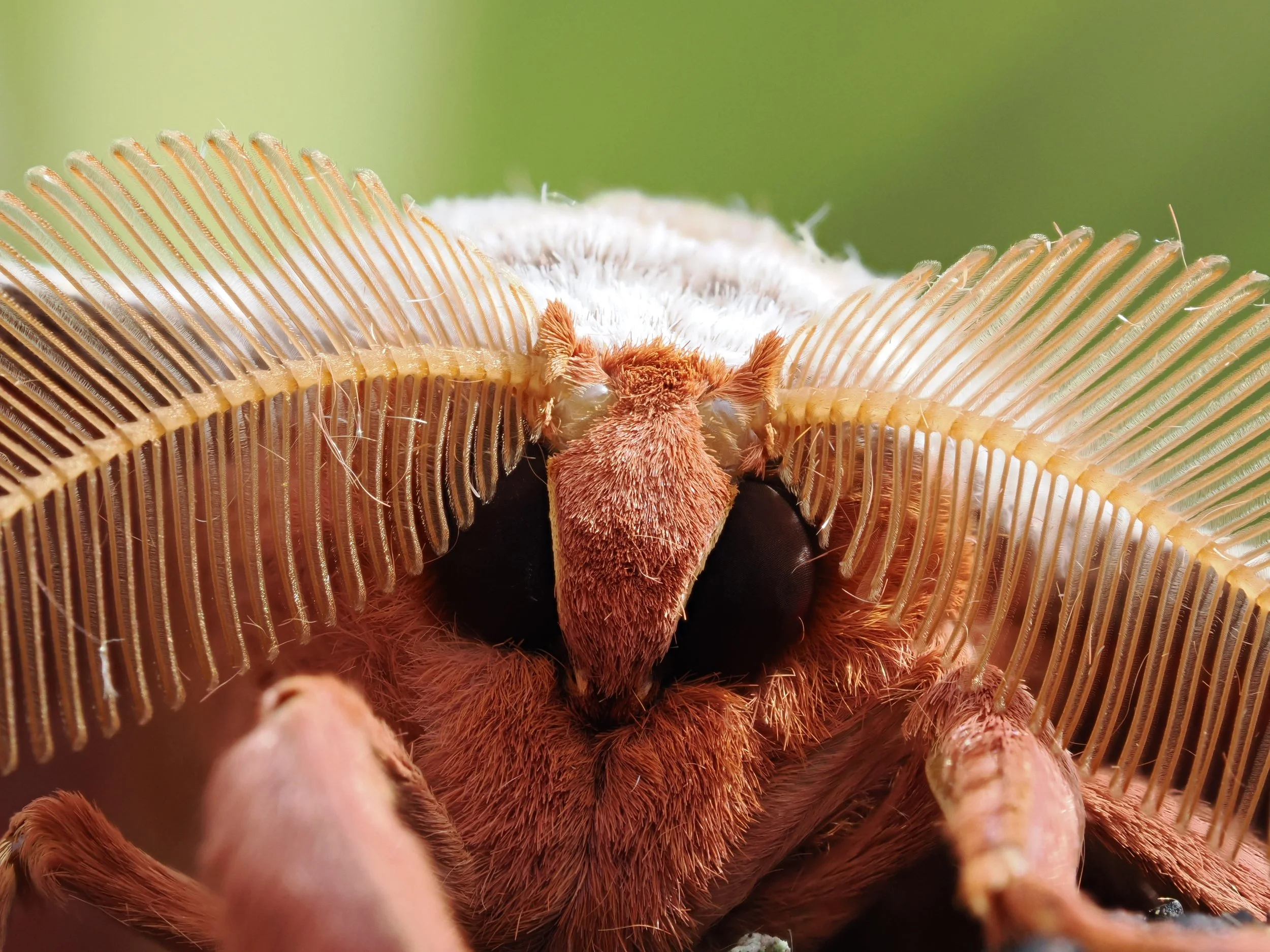 Huge antennae on a moth