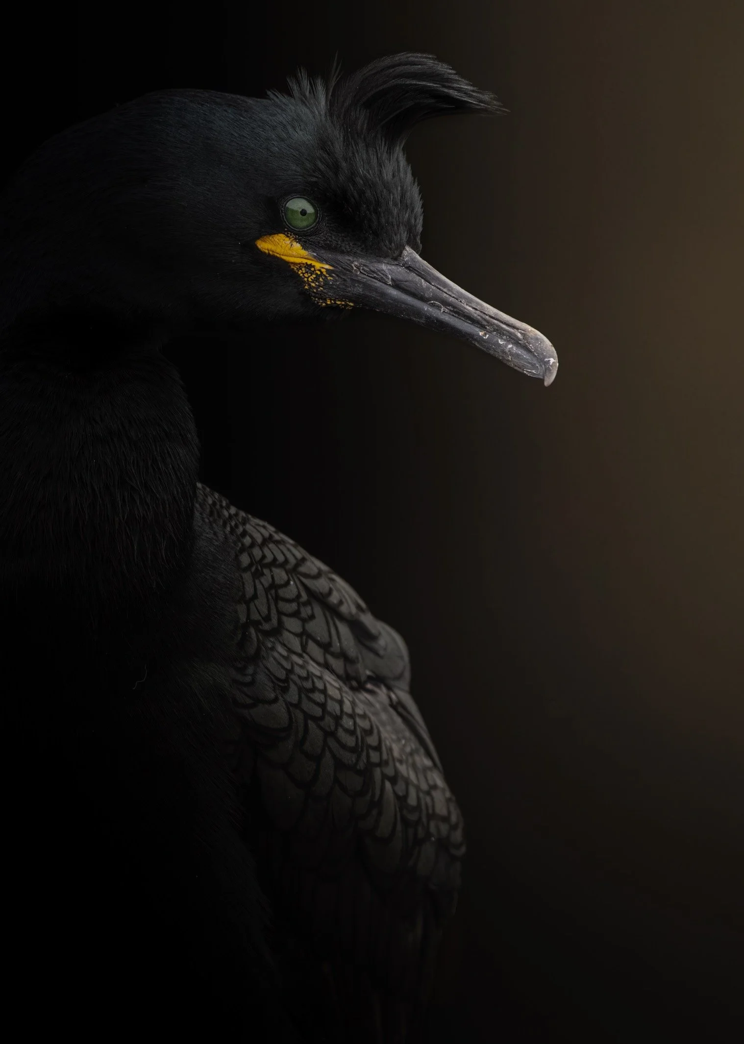 The European Shag is a subtly stunning bird © Rachel Bigsby