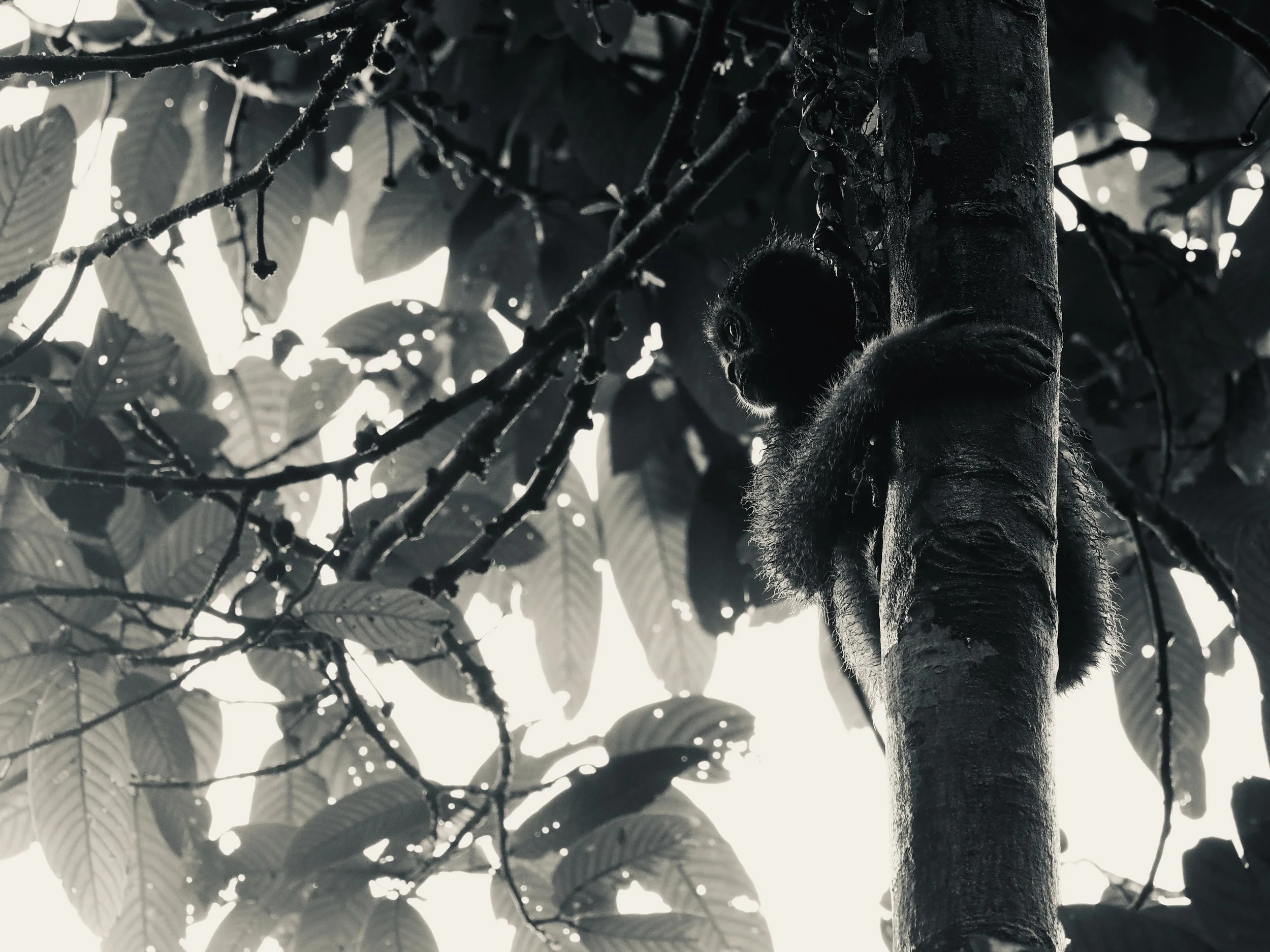 Bornean Gibbon