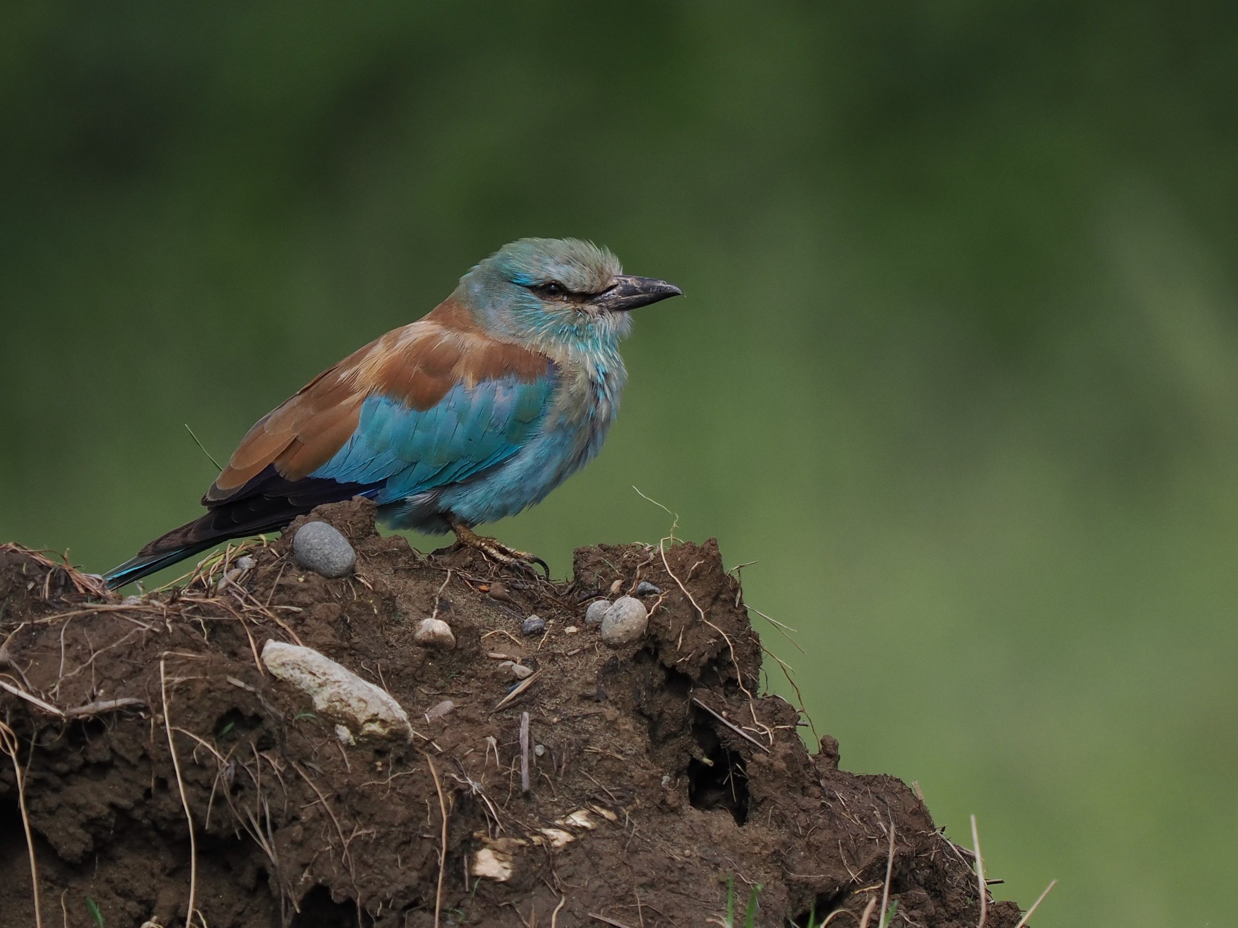European Roller