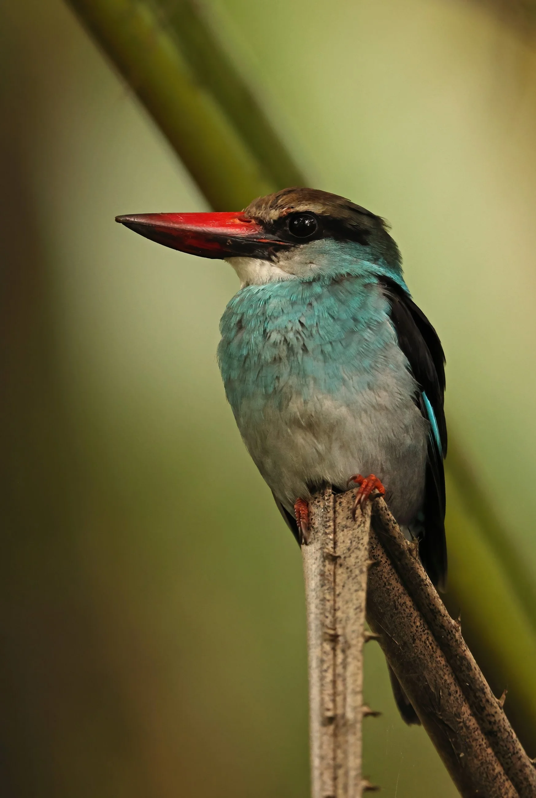 Blue-breasted Kingfisher ©Neil Bowman