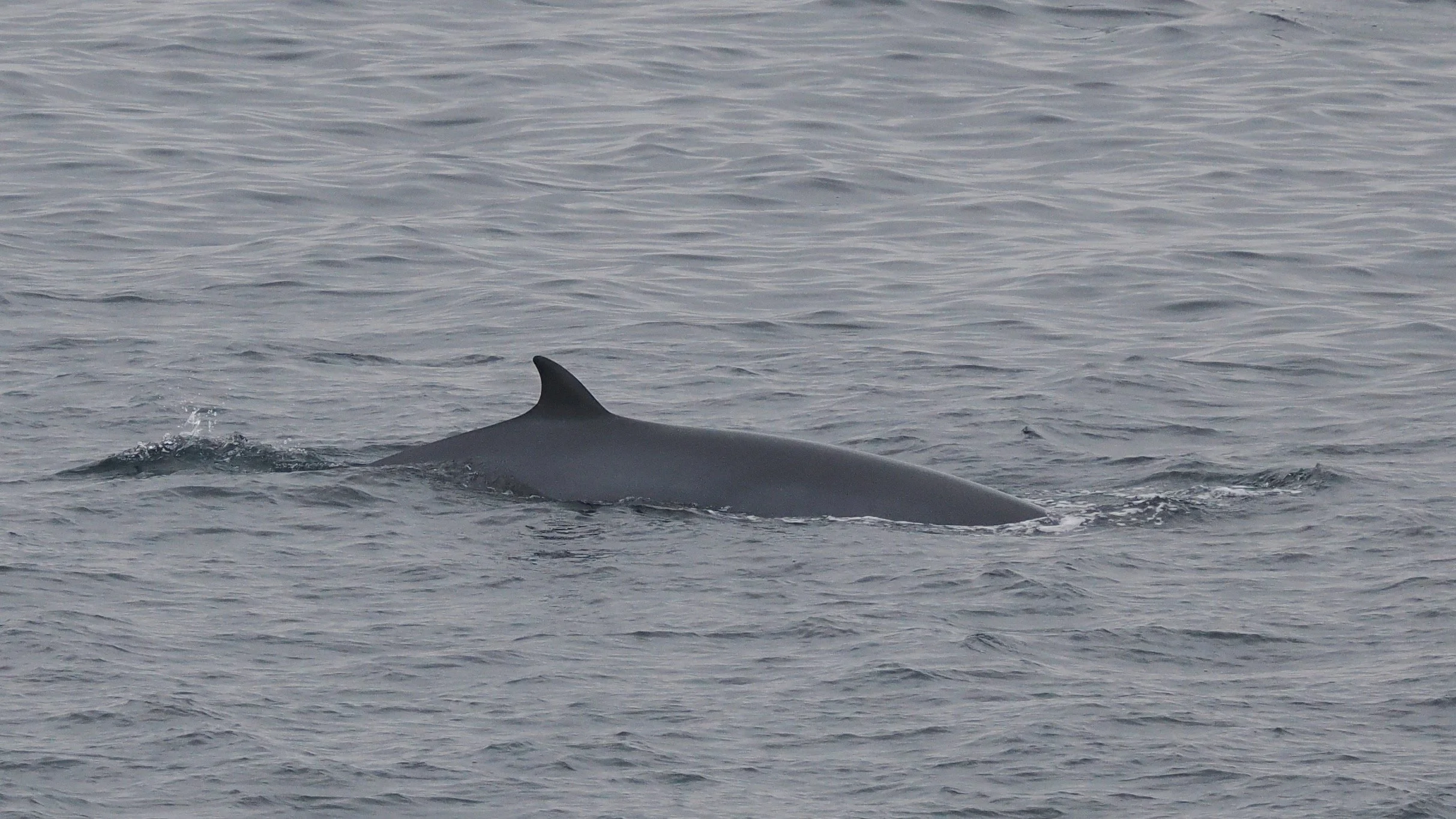 Minke Whale in Scotland by Dan Brown