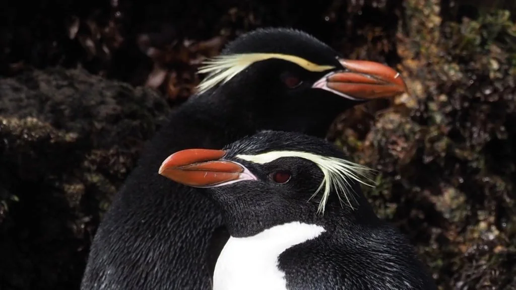 Snares Crested Penguin_Dan Brown