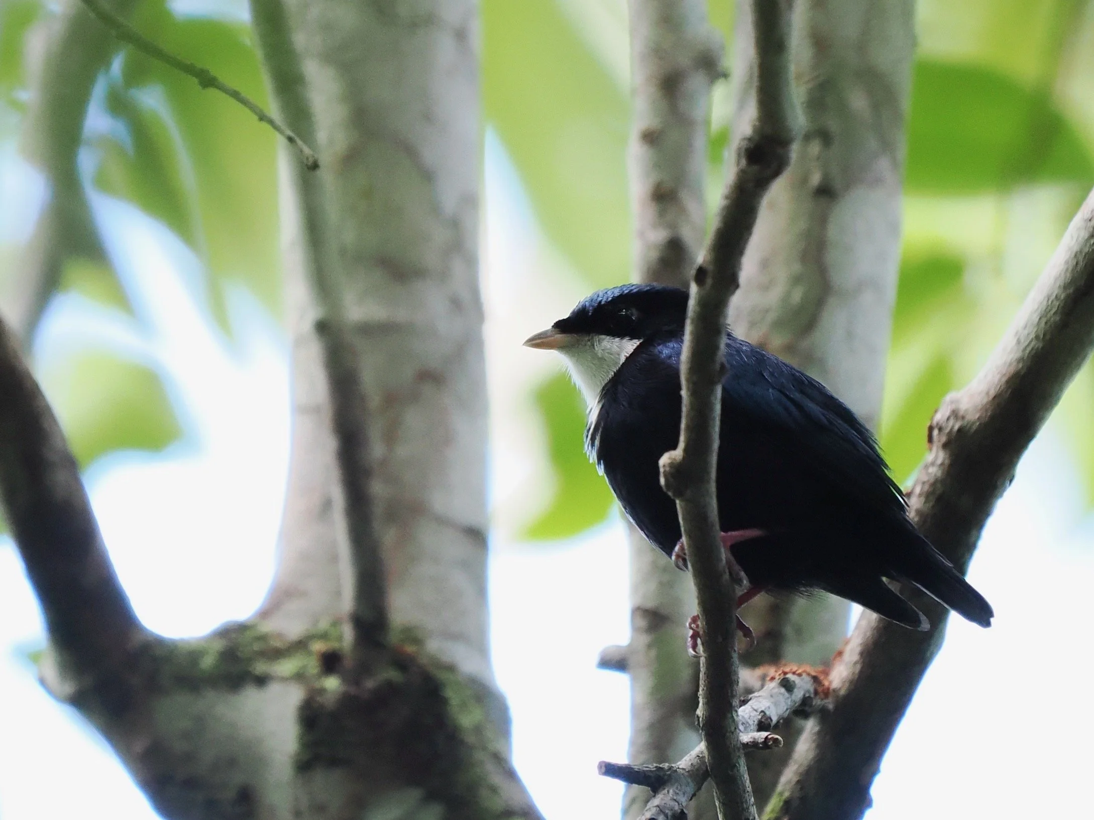 White-throated Manakin