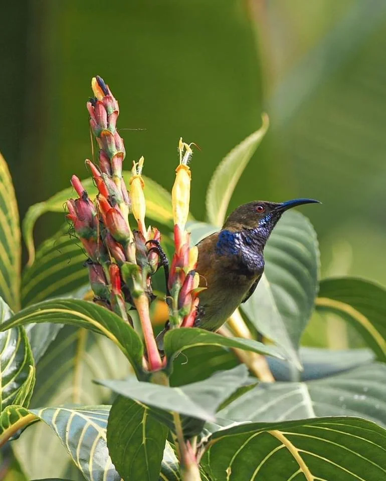 Principe Sunbird