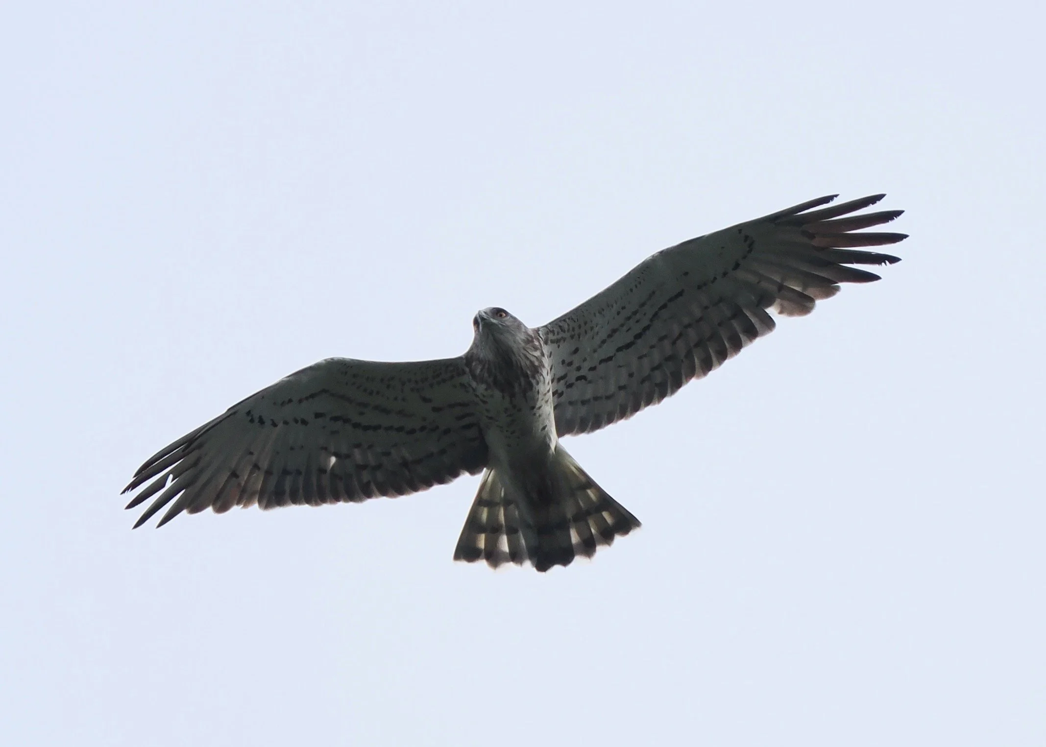 Short-toed Eagle