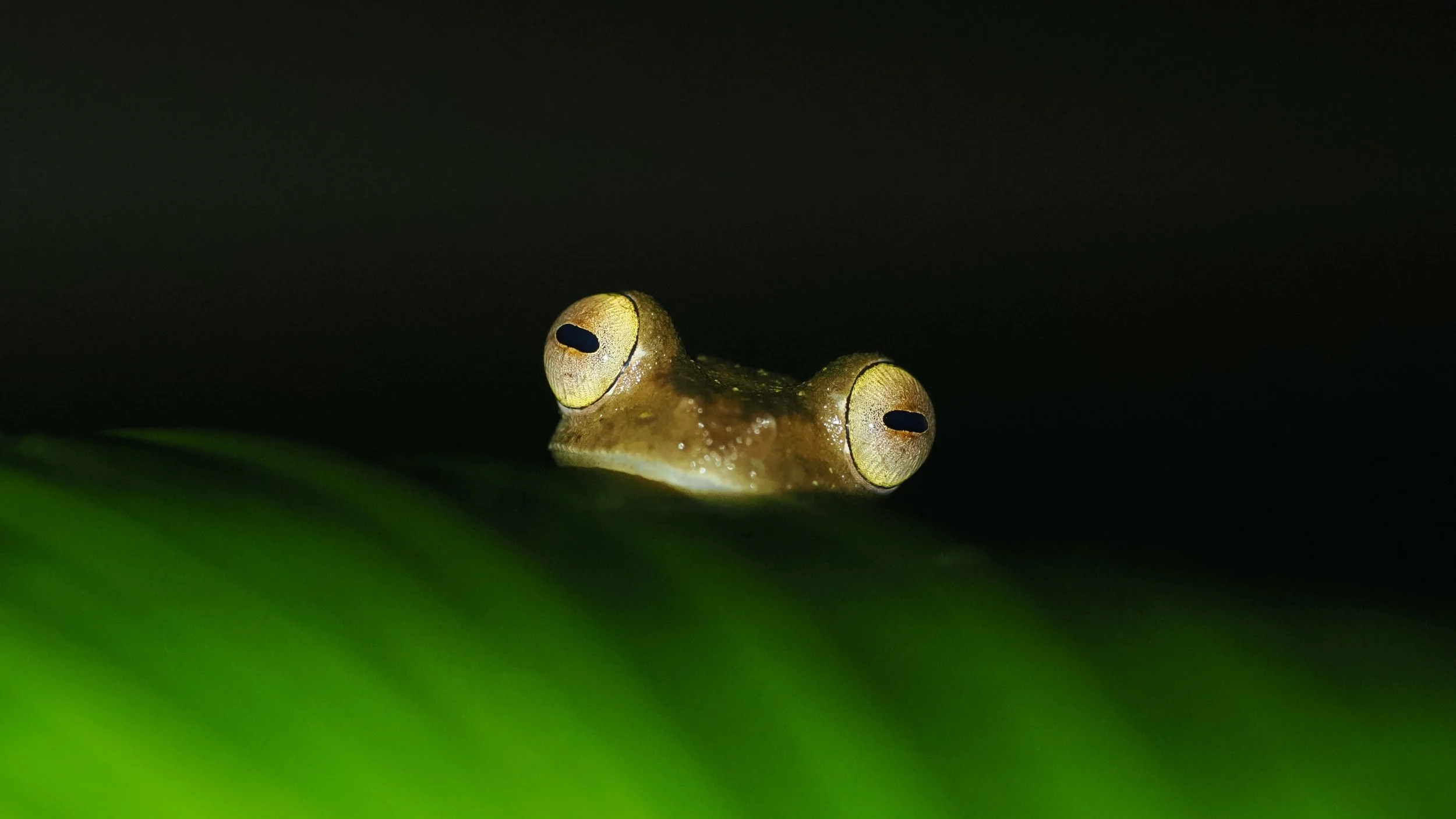 Tree Frog