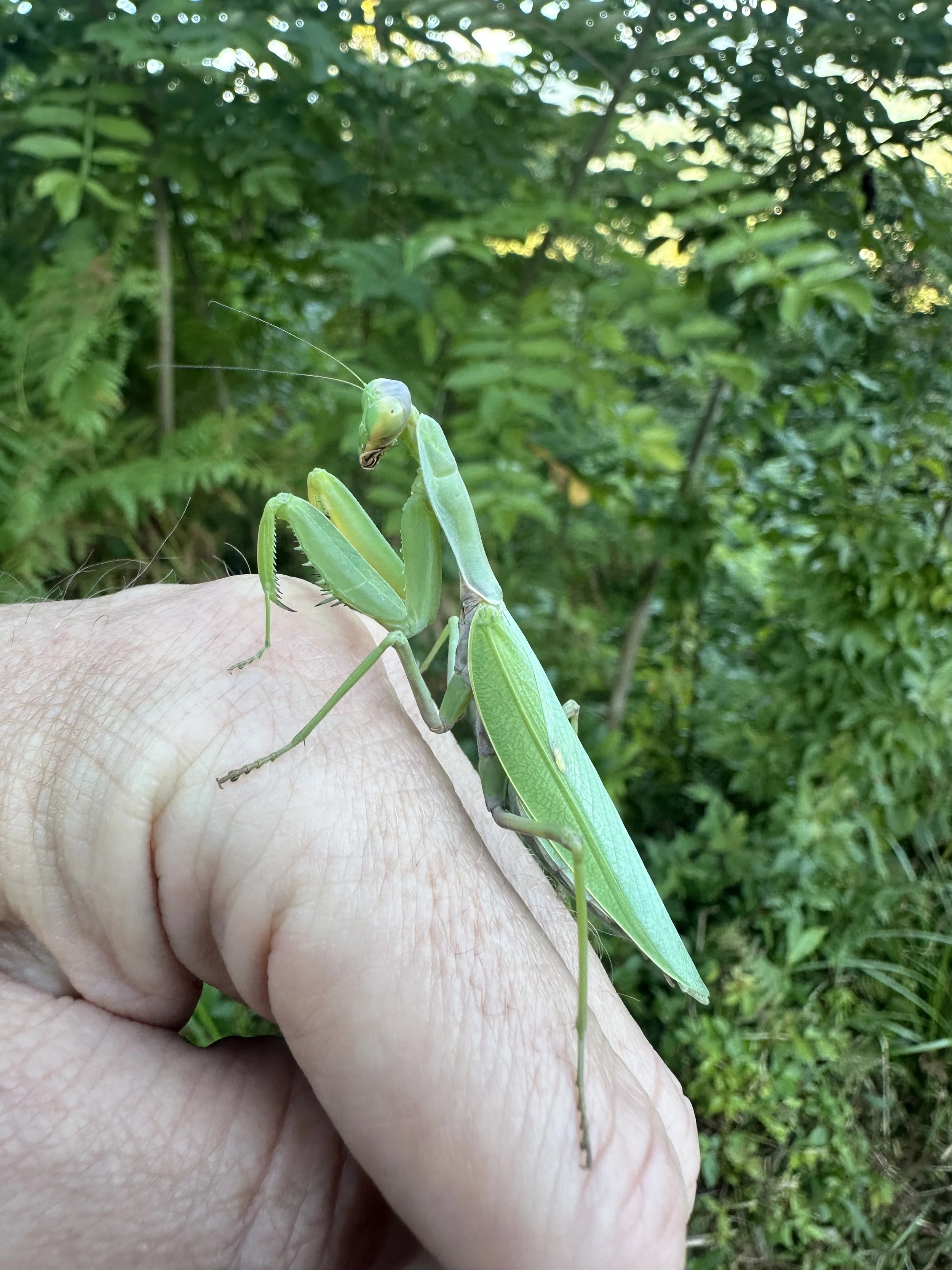Caucasian Mantis