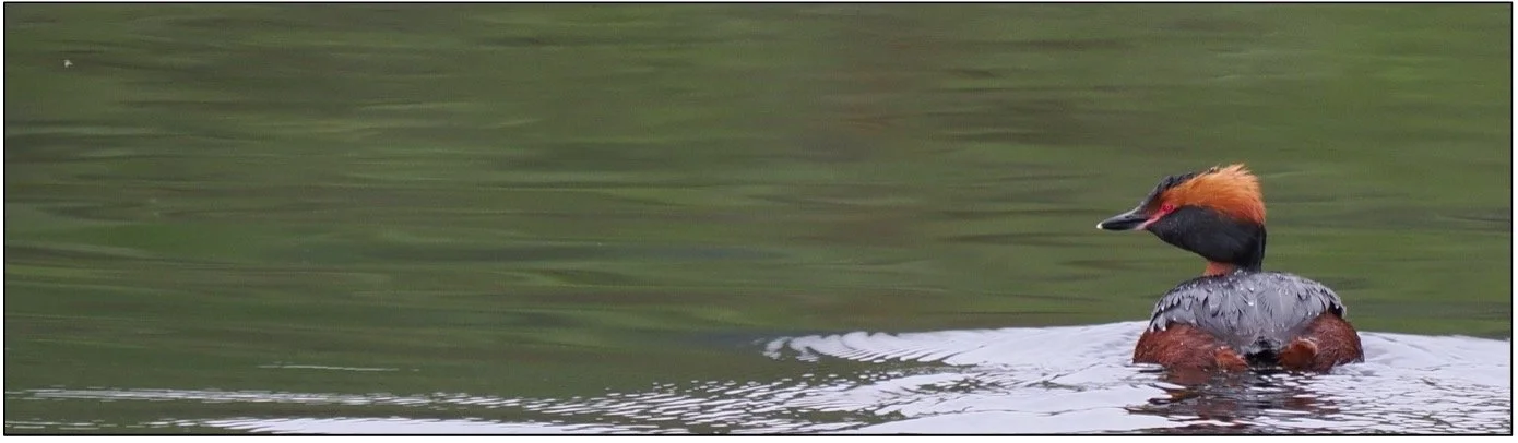 Slavonian Grebe, Scotland by Dan Brown