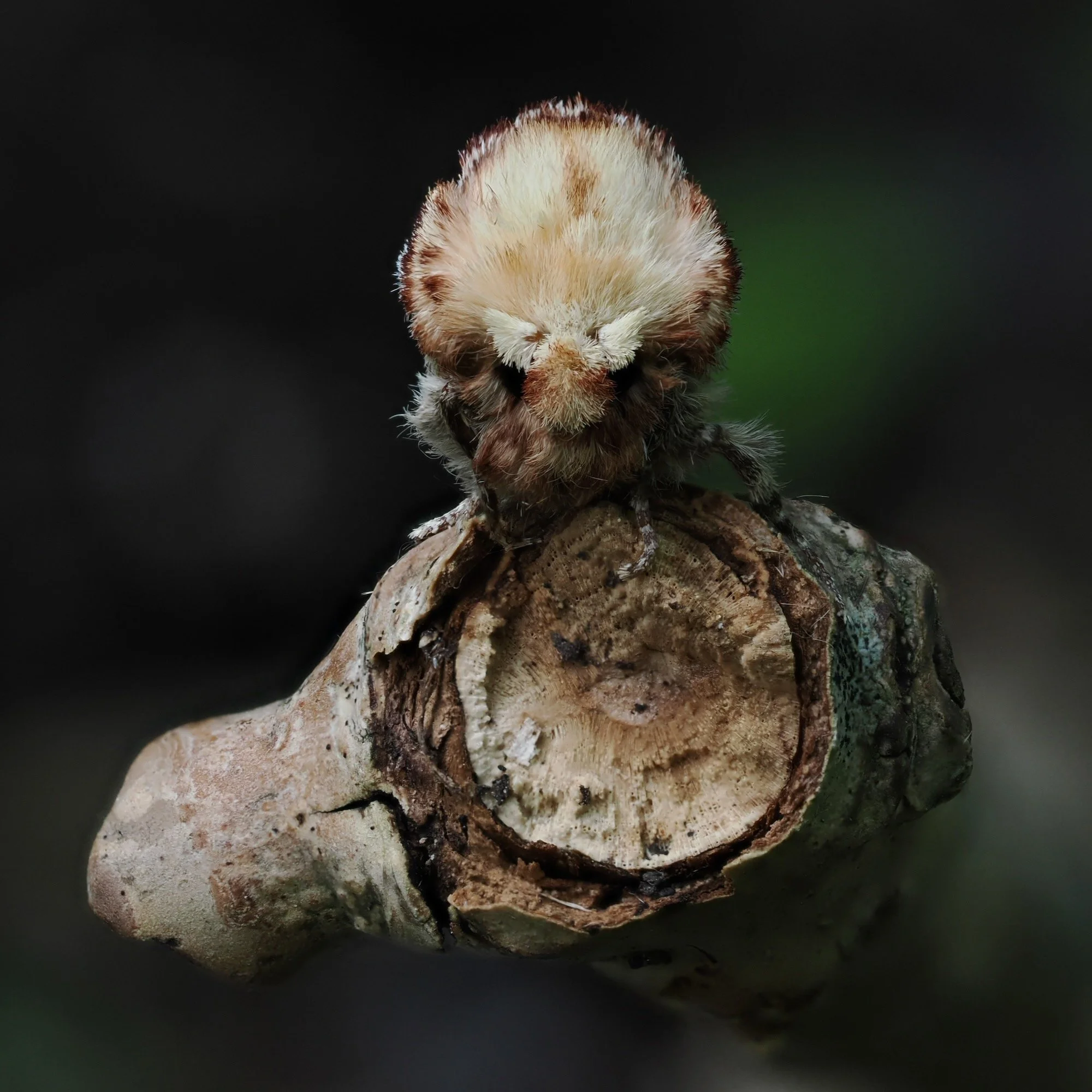 Buff Tip moth facing the camera on a dead twig