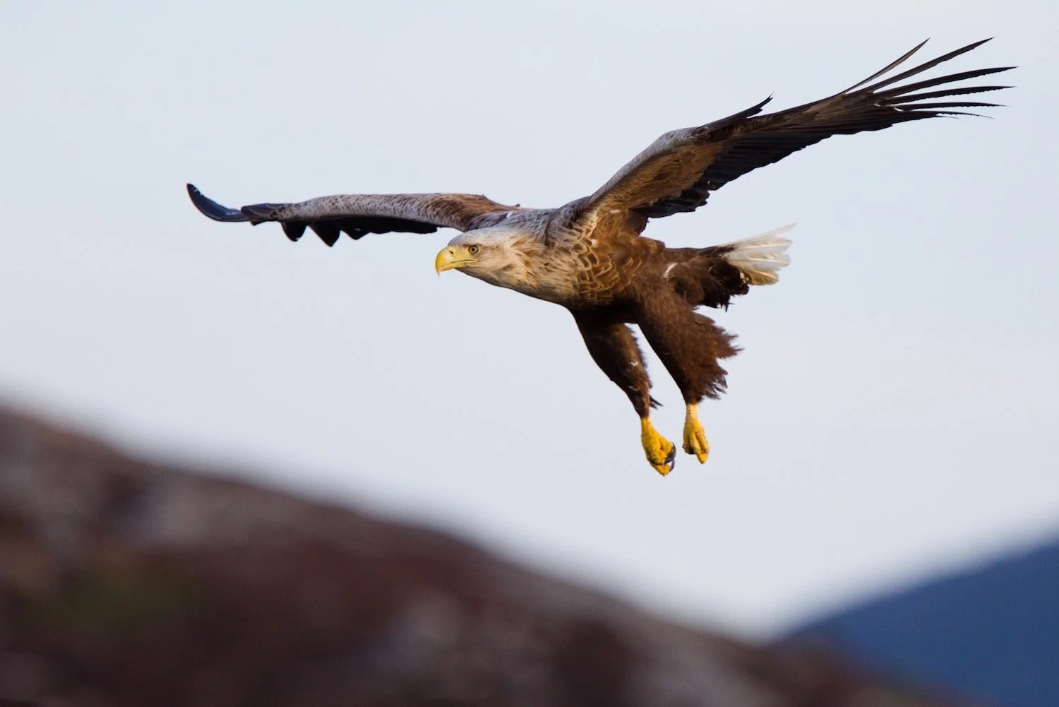 As well as marine mammals we also hope to encounter White-tailed Eagles along the coast