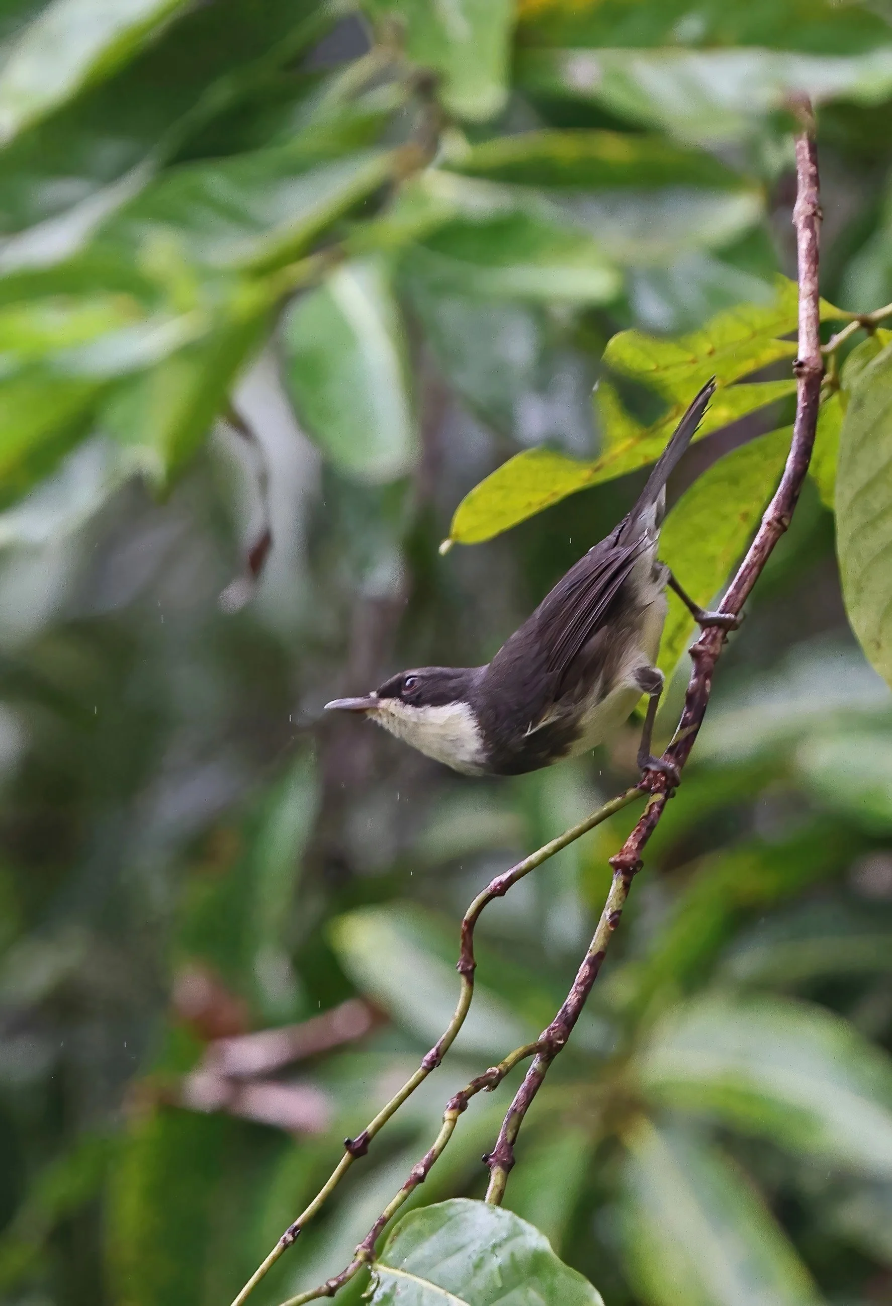 Dohrn's Warbler © Neil Bowman