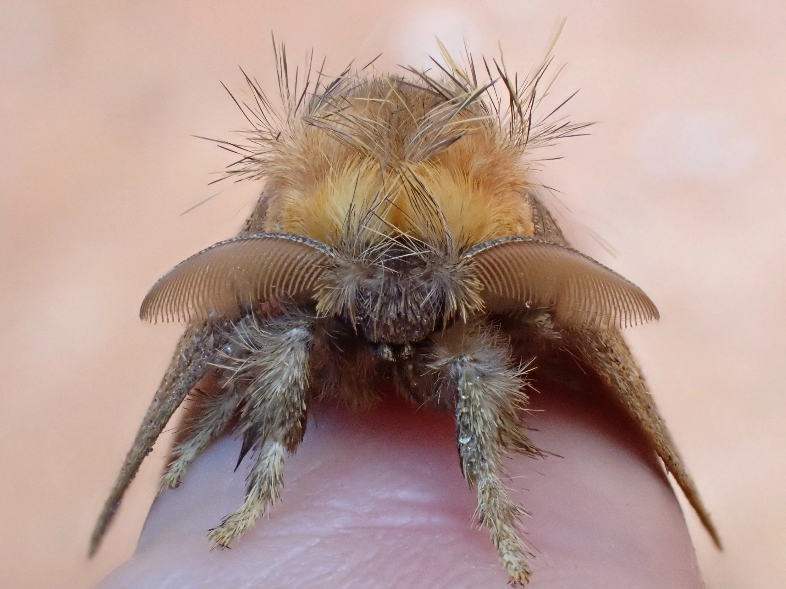 A very fuzzy moth!