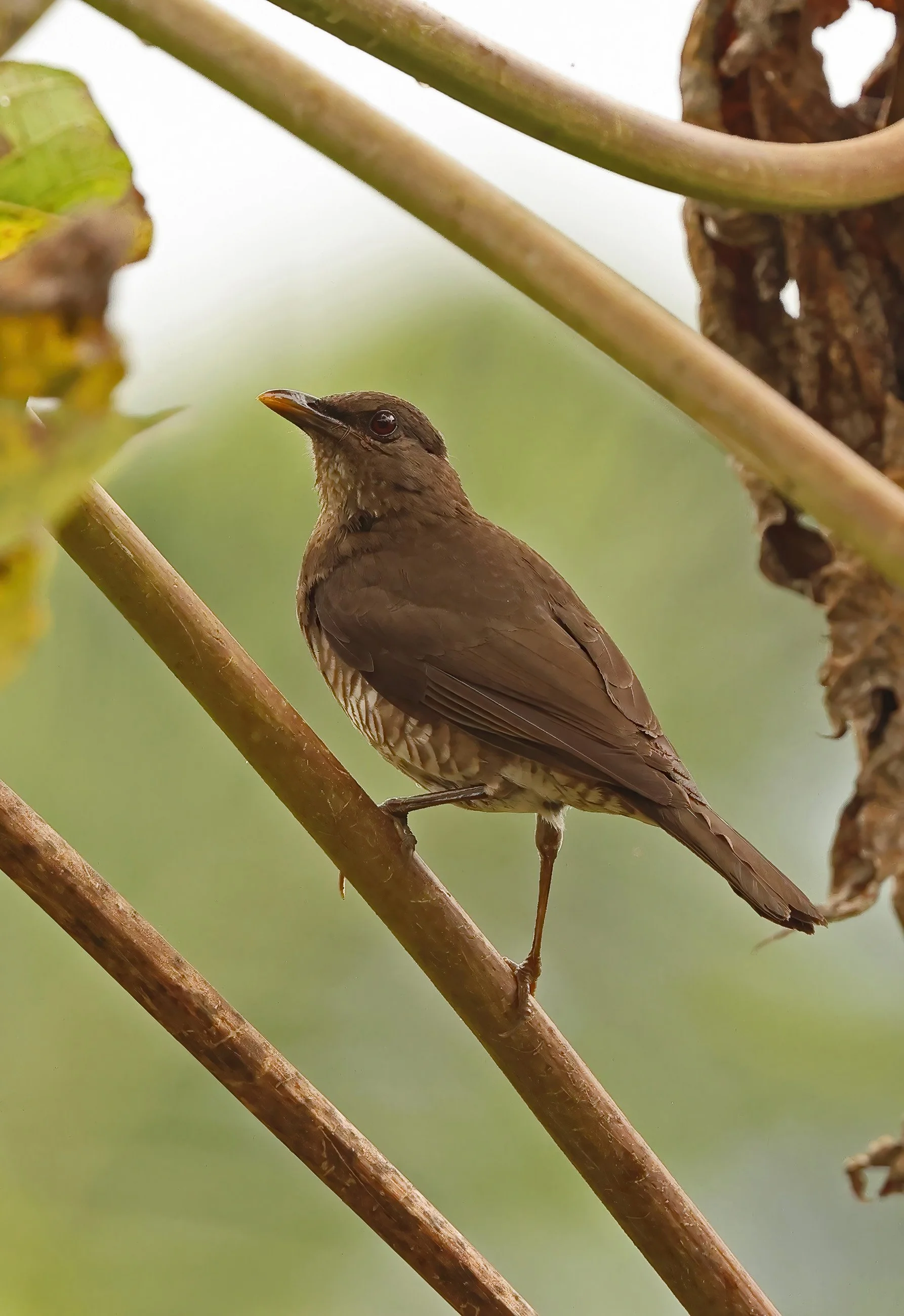São Tomé Thrush ©Neil Bowman