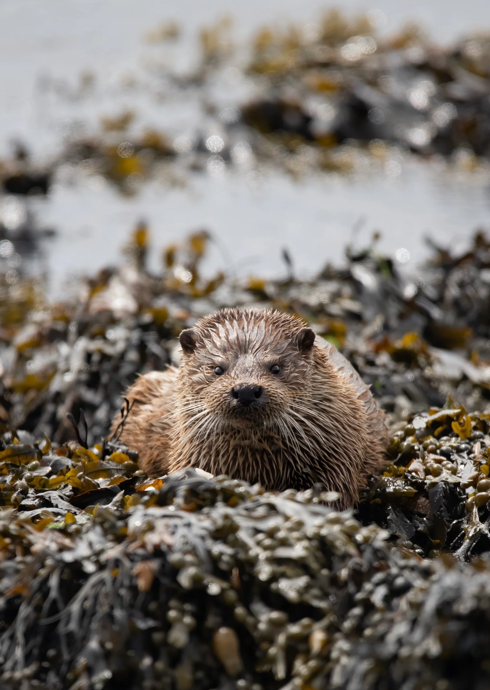 And there is always the chance of encountering an Otter around the coast of Shetland ©Rachel Bigsby