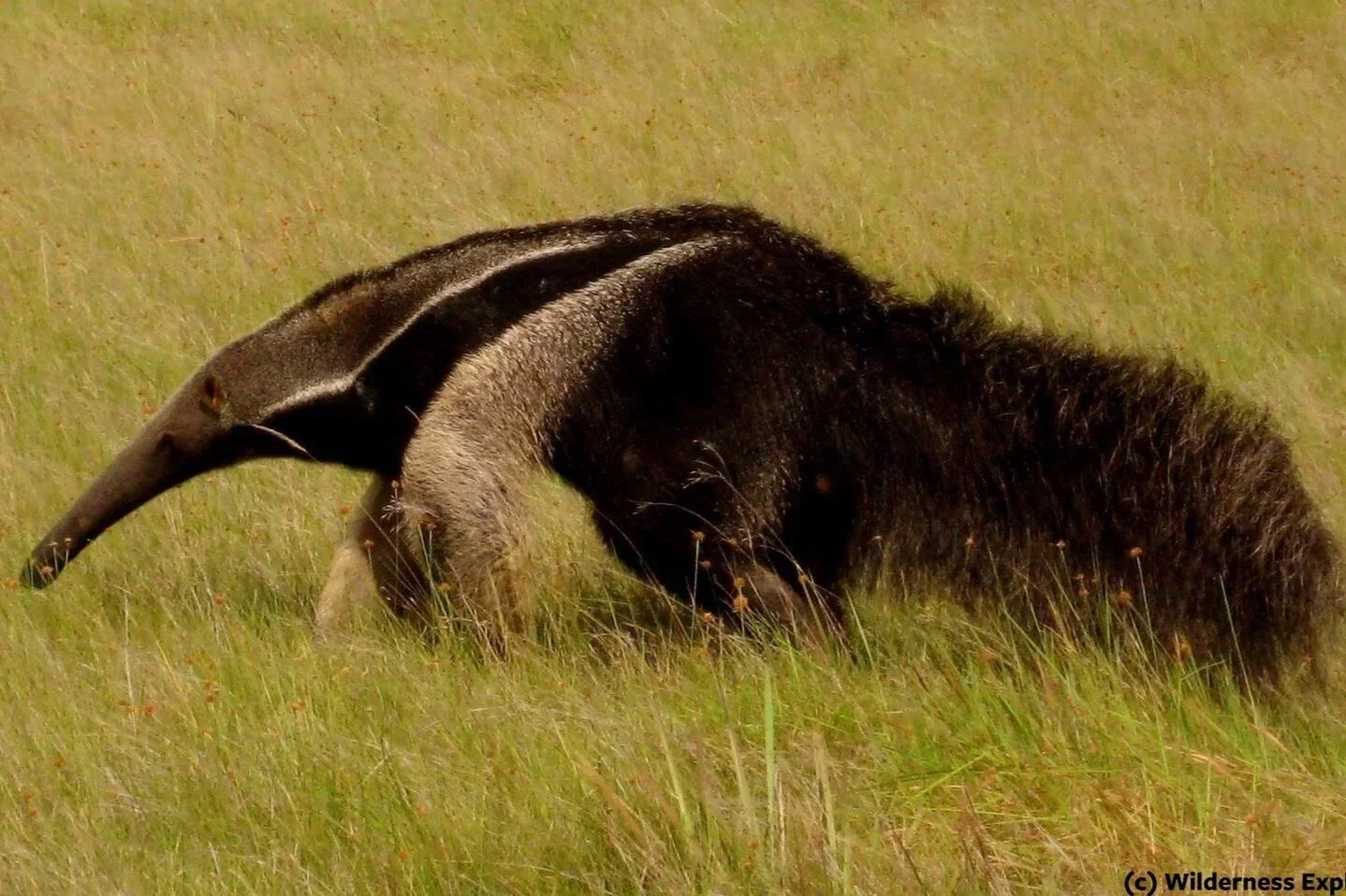 Wilderness Explorers - Giant Anteater