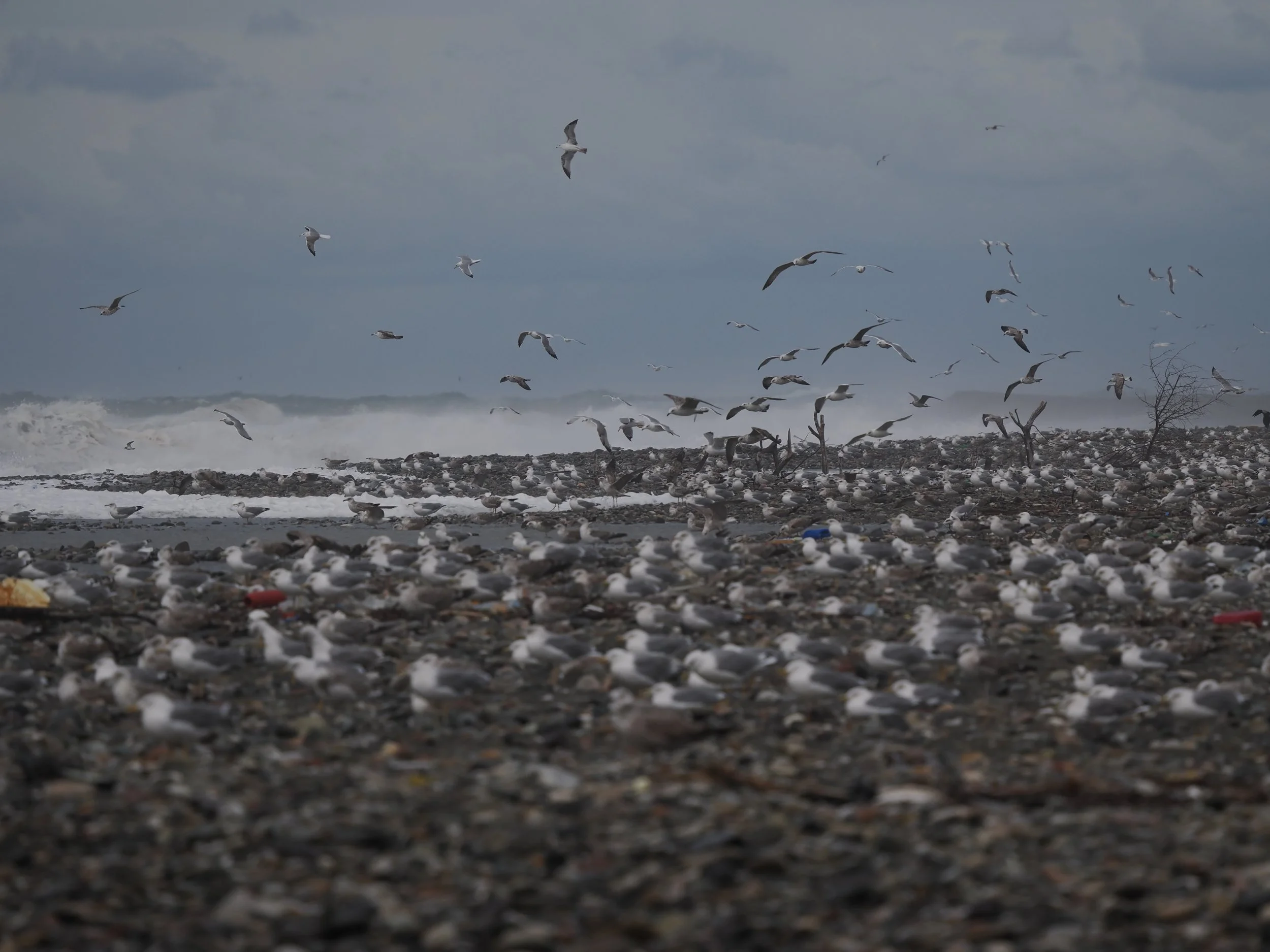 Gulls gathering on the coast