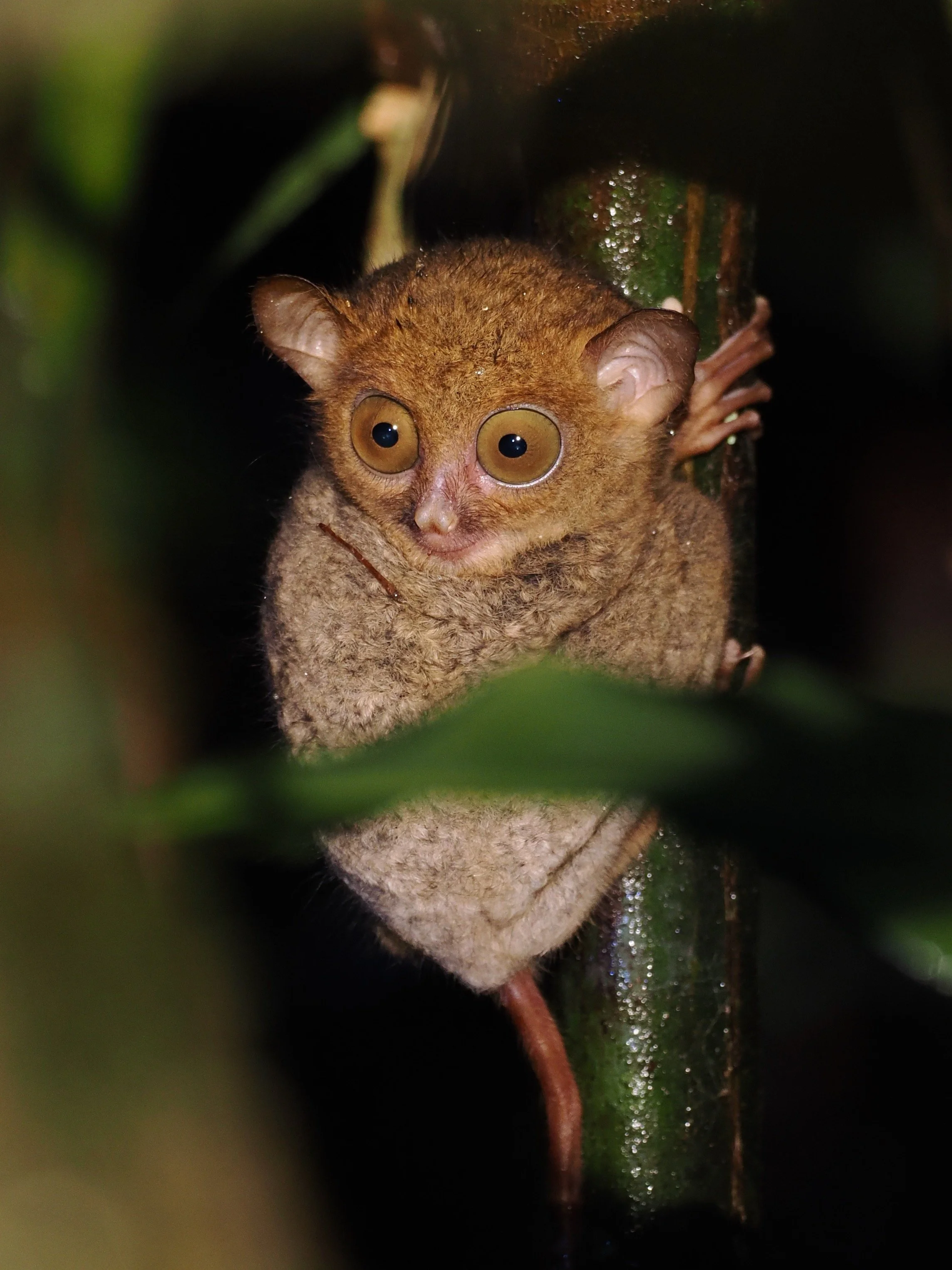 Western Tarsier