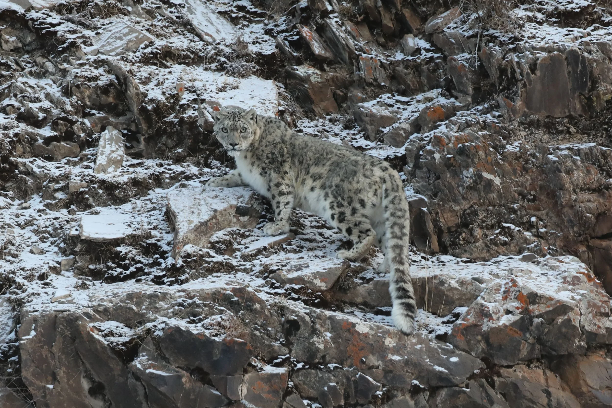 Snow Leopard_China by T Jun