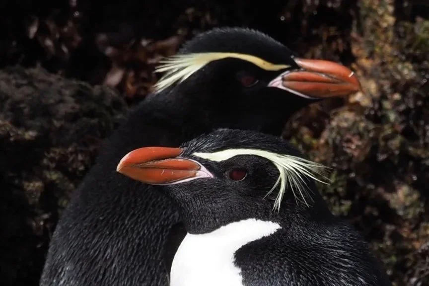 Snares Crested Penguins, New Zealand by Dan Brown