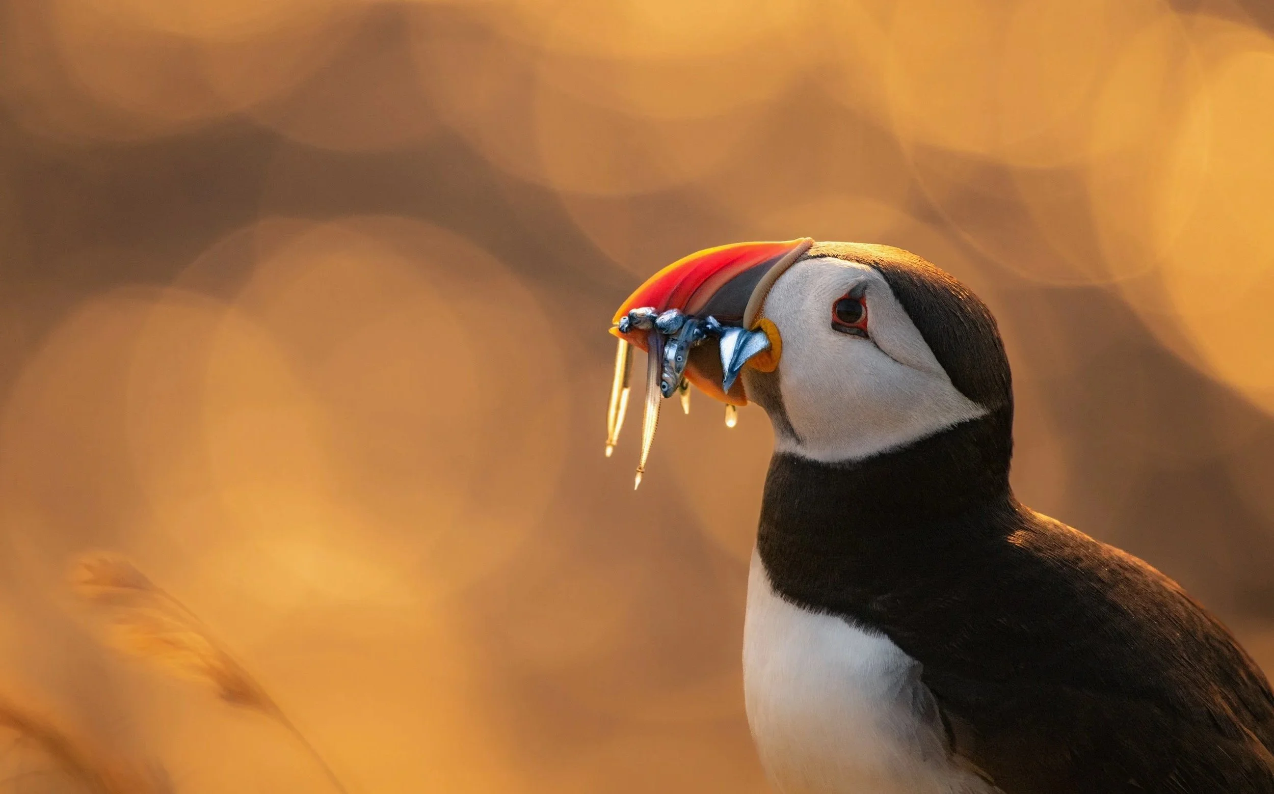 Atlantic Puffin on Shetland by Rachel Bigsby