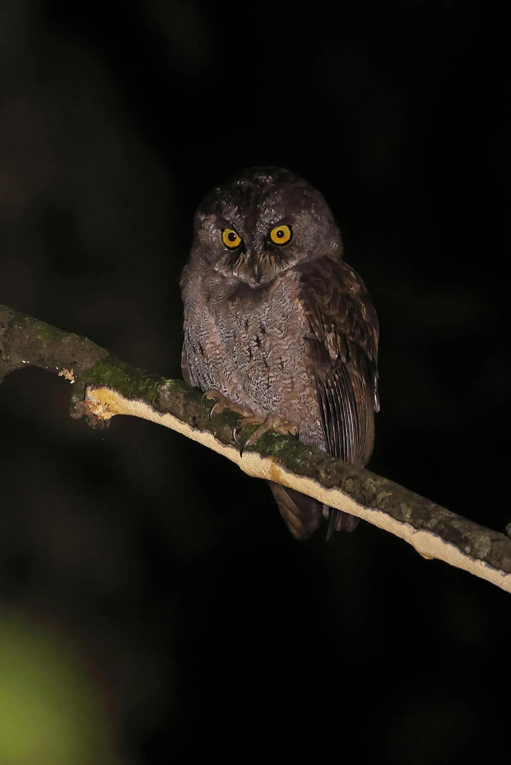 Principé Scop's Owl ©Neil Bowman