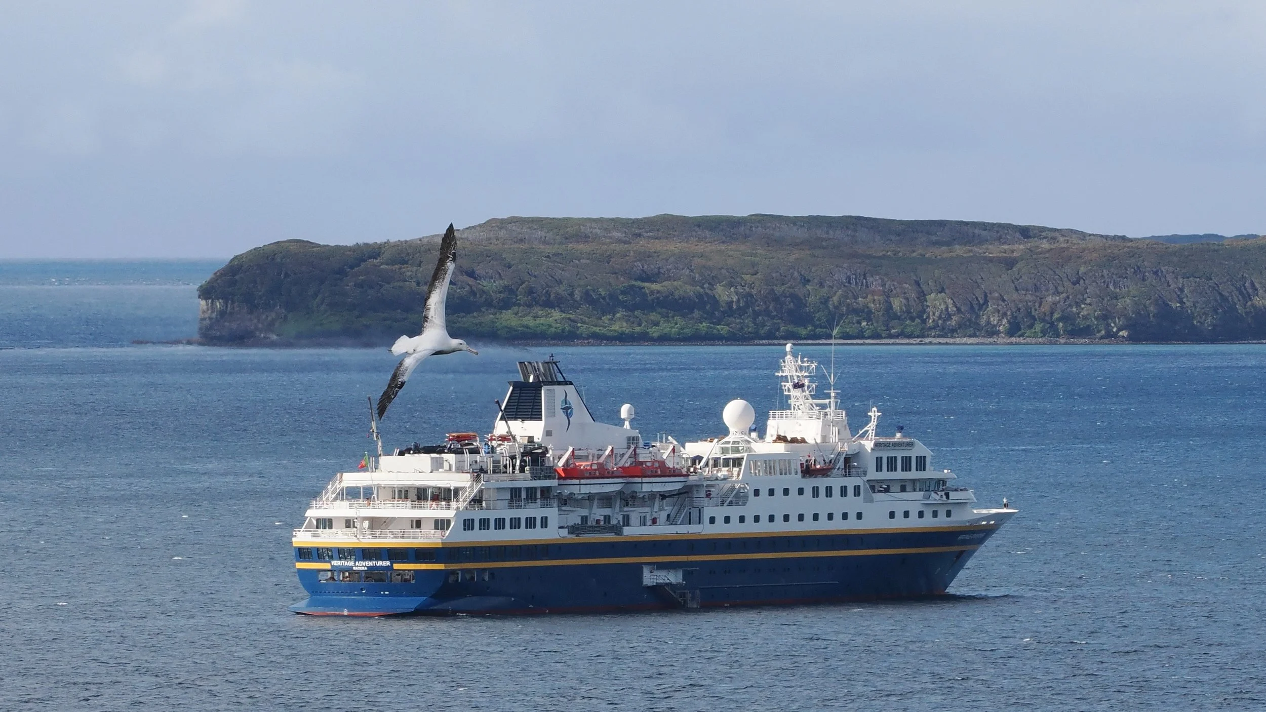A Southern Royal Albatross in front of our ship Heritage Adventurer