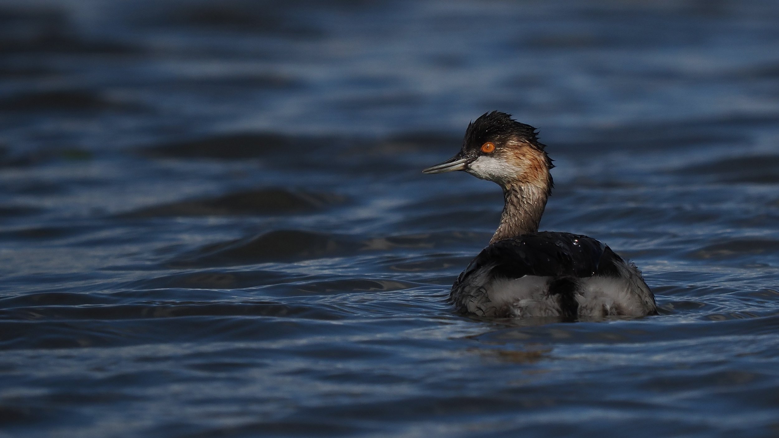 Black-necked Grebe