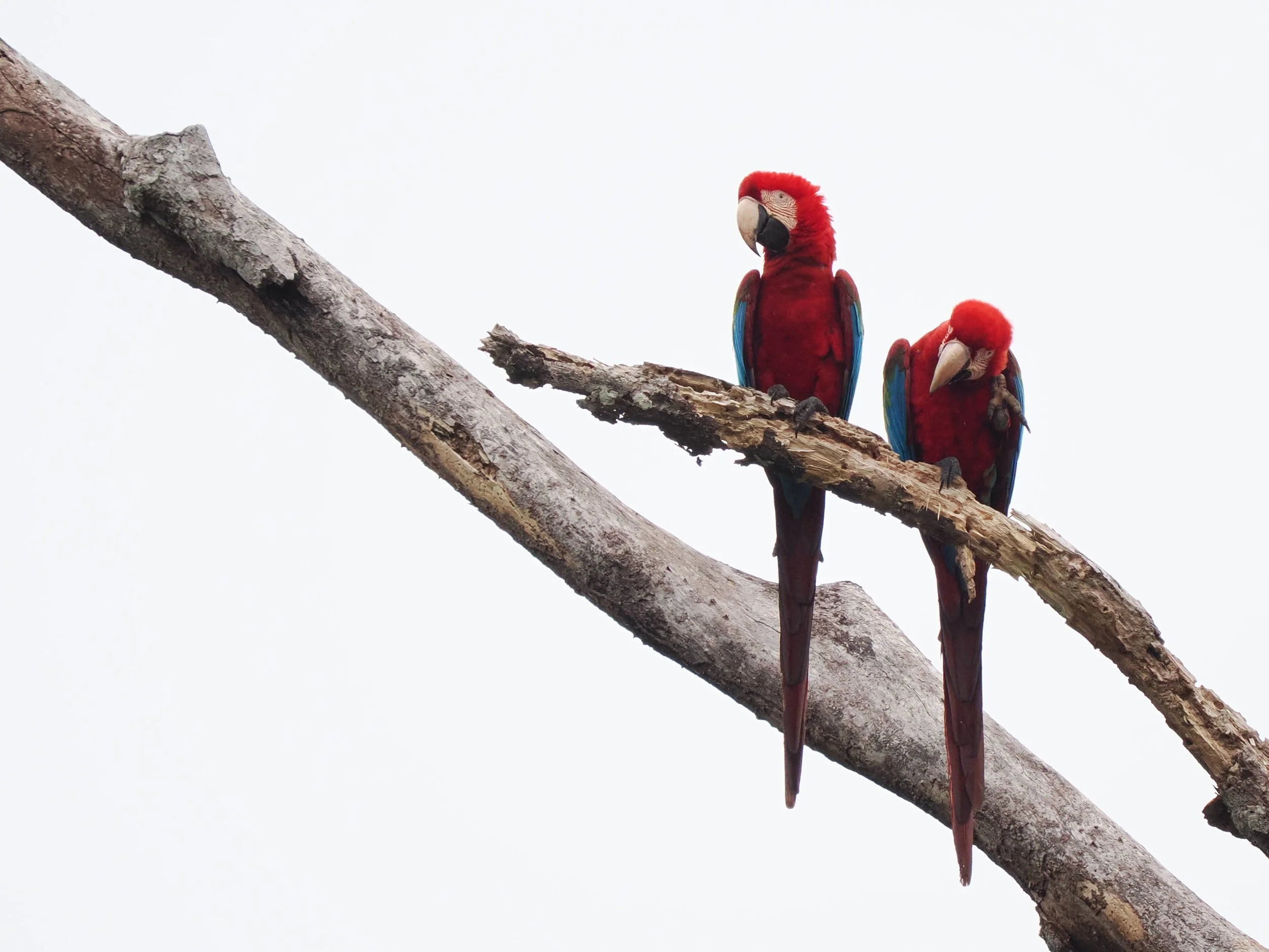 Blue-and-green Macaw