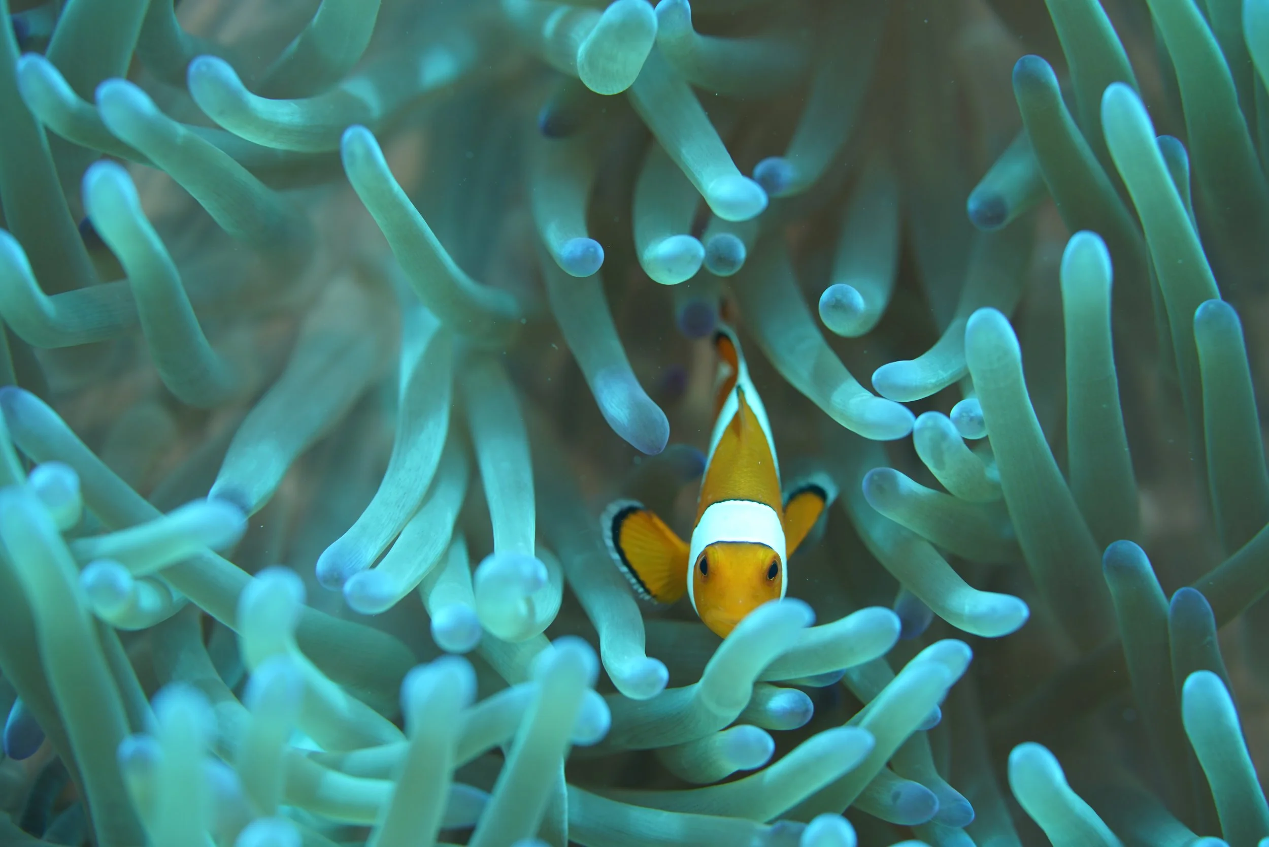 Clown fish - Underwater Life (c) Heritage Expeditions