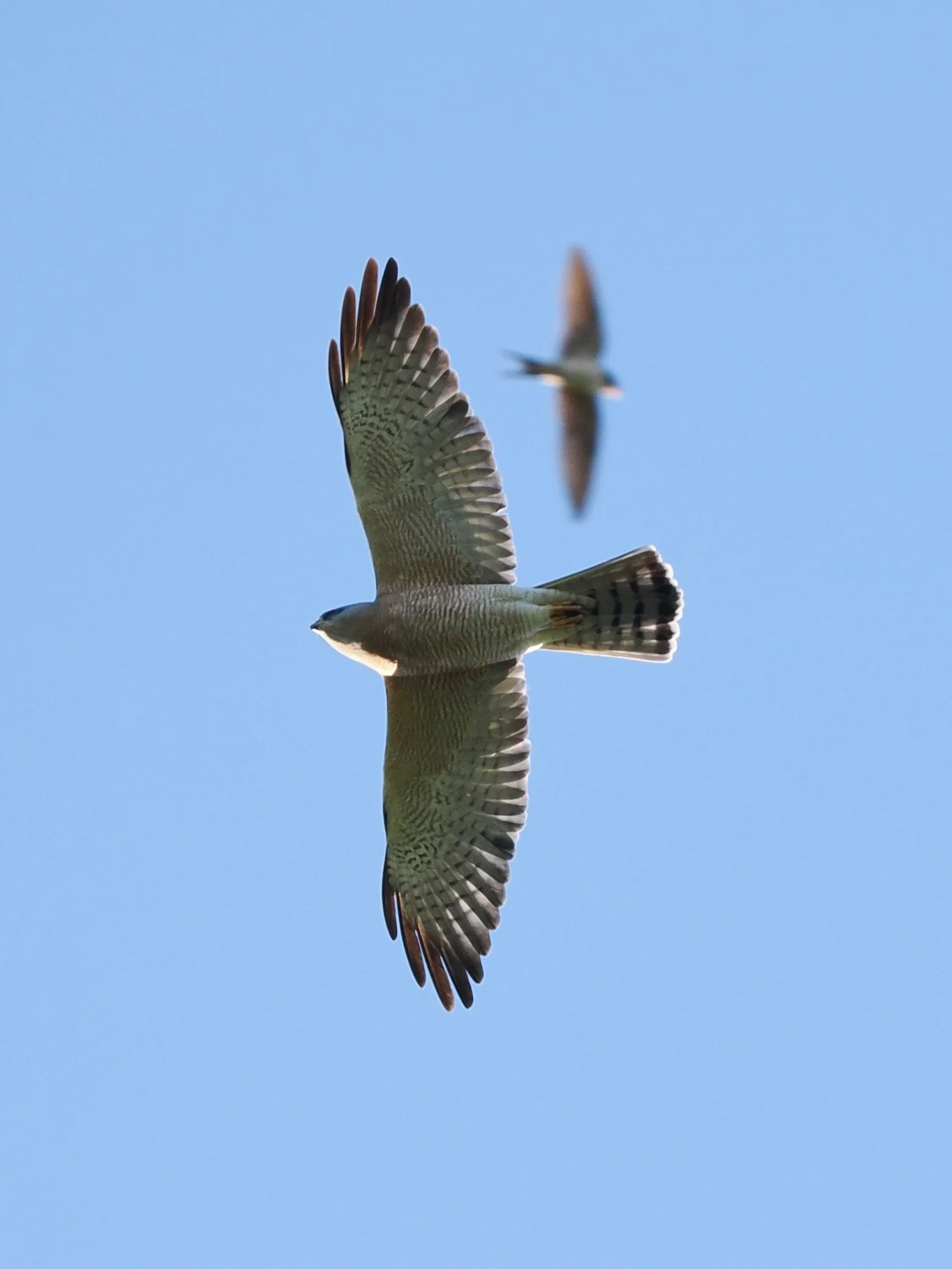 Levant Sparrowhawk