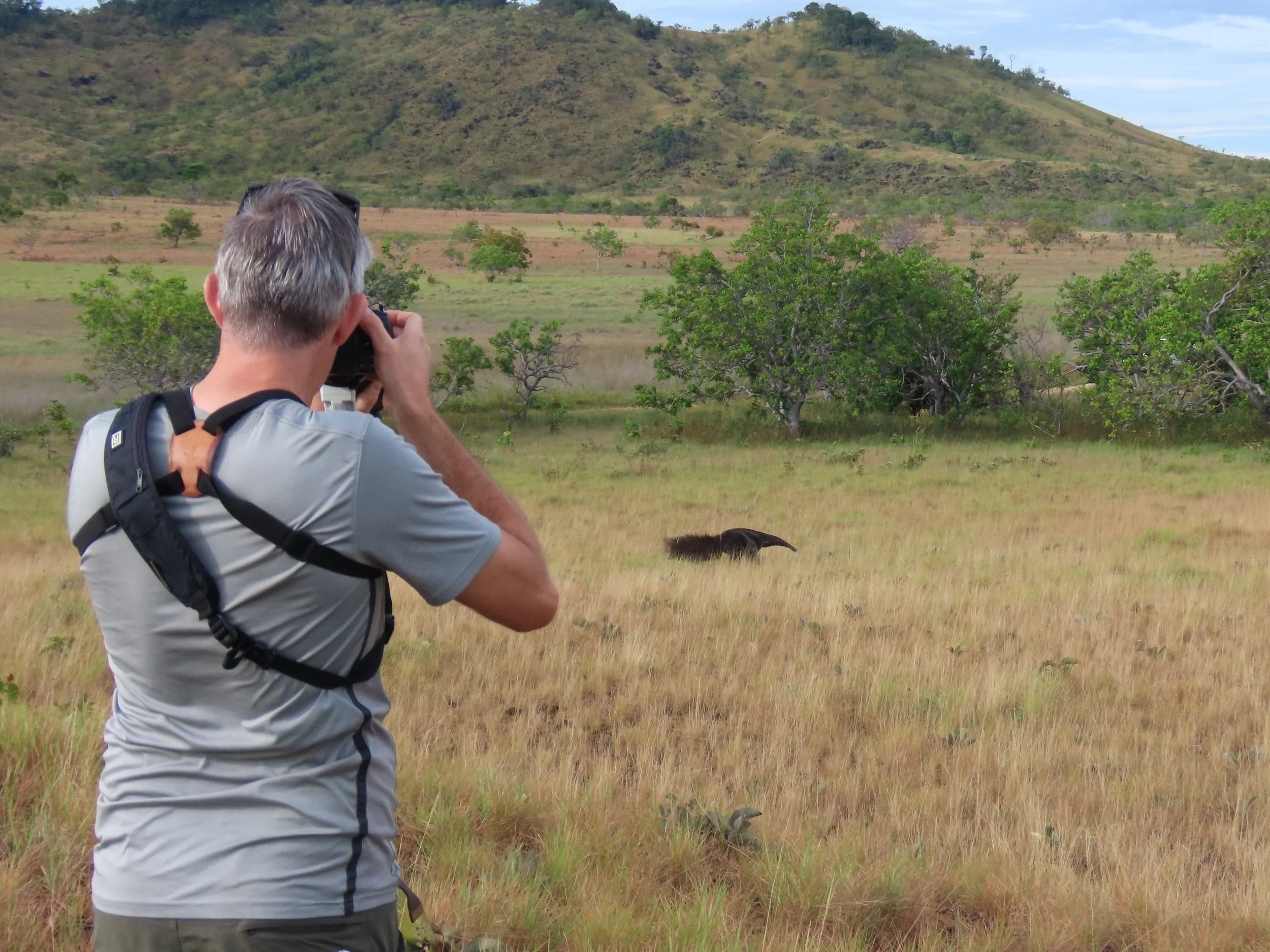 Giant Anteater spotting