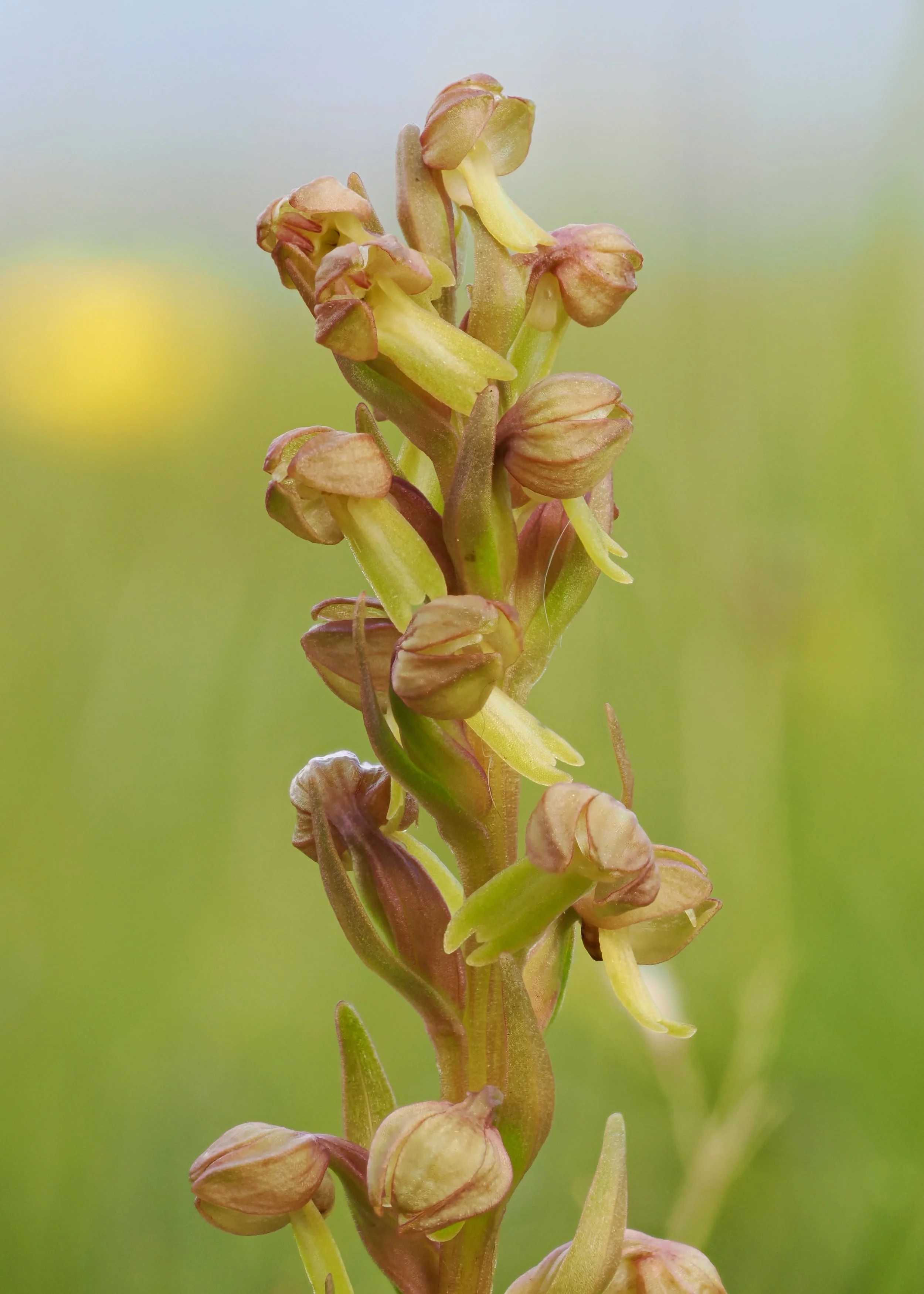 Frog Orchid