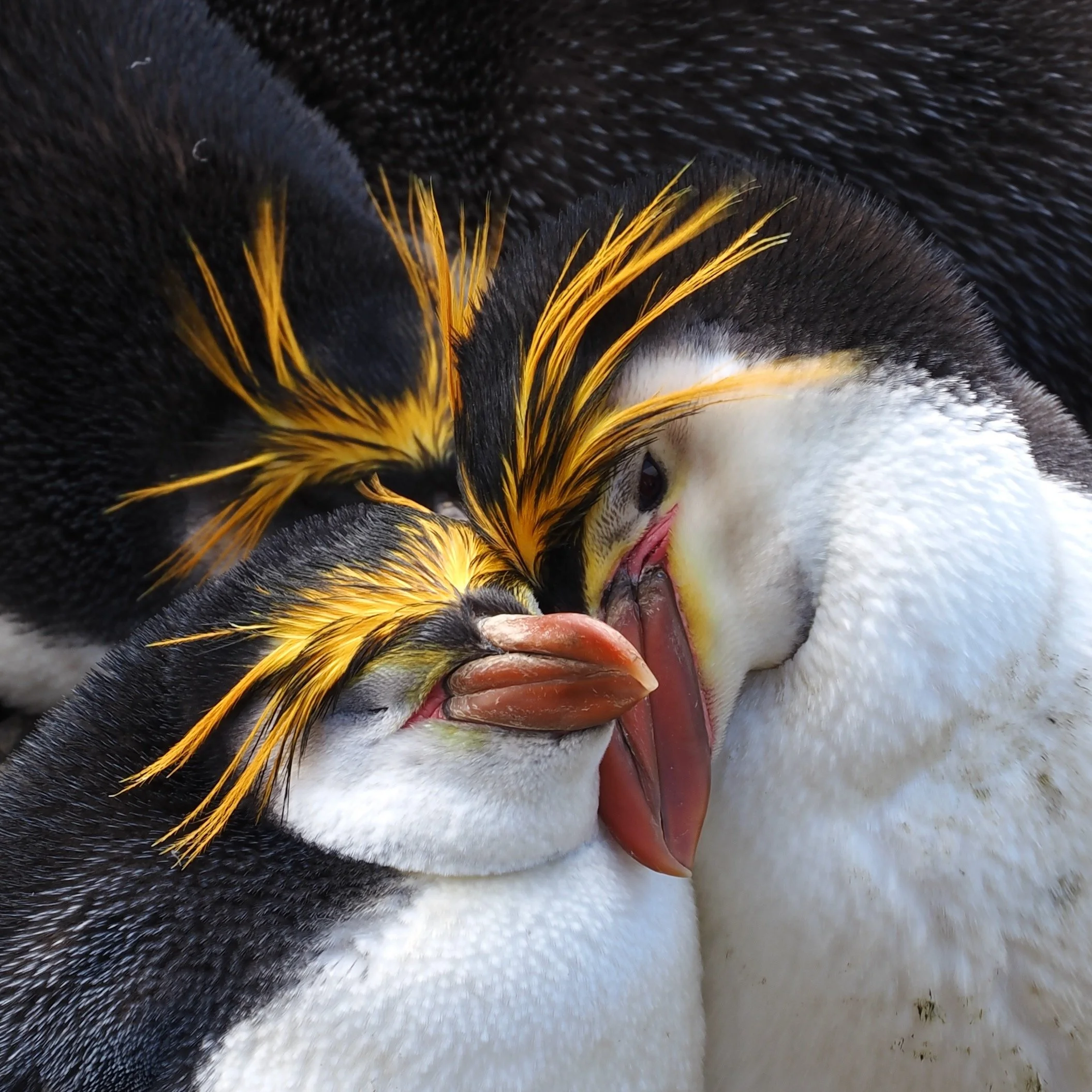 Royal Penguins