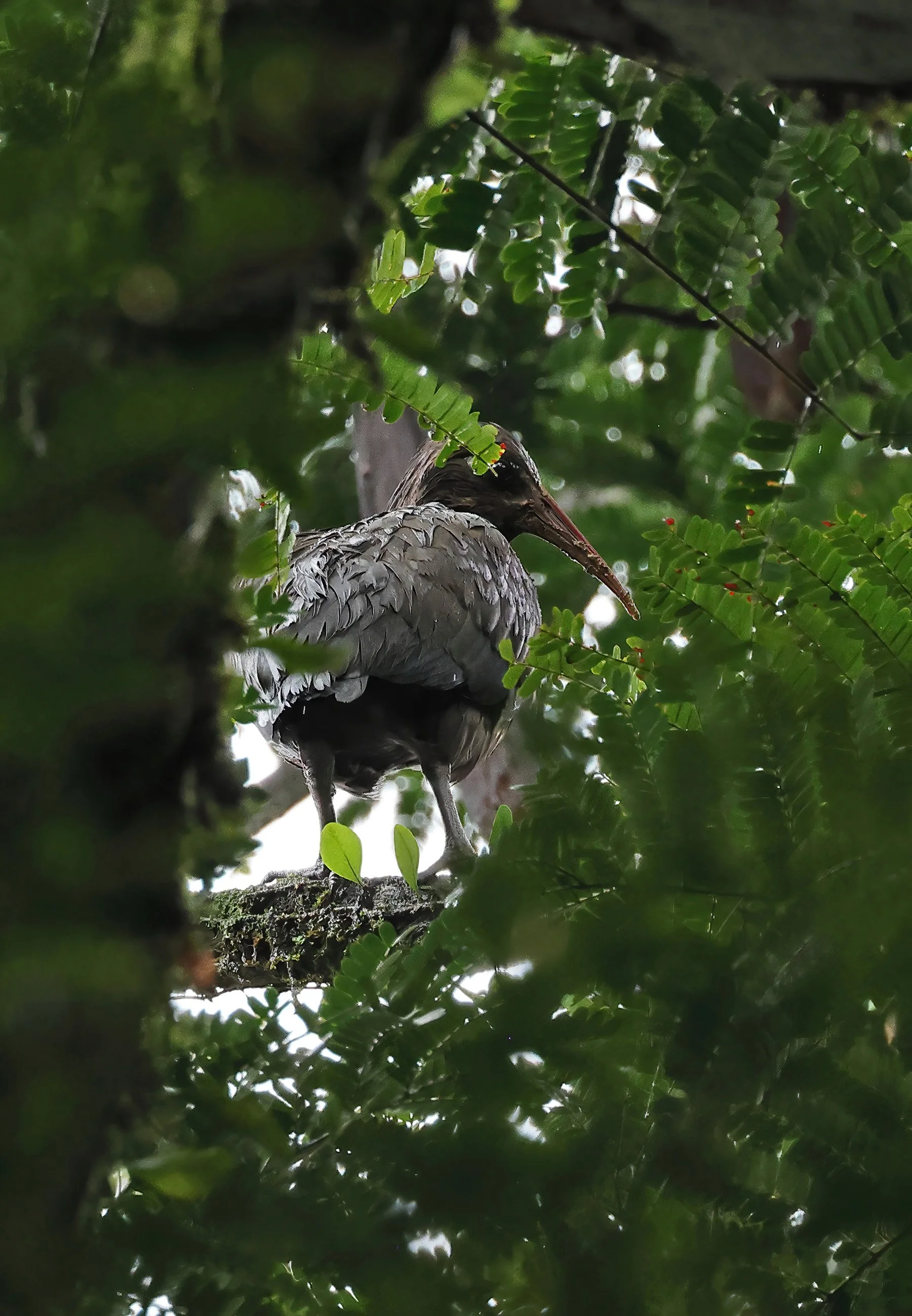 Dwarf Ibis ©Neil Bowman