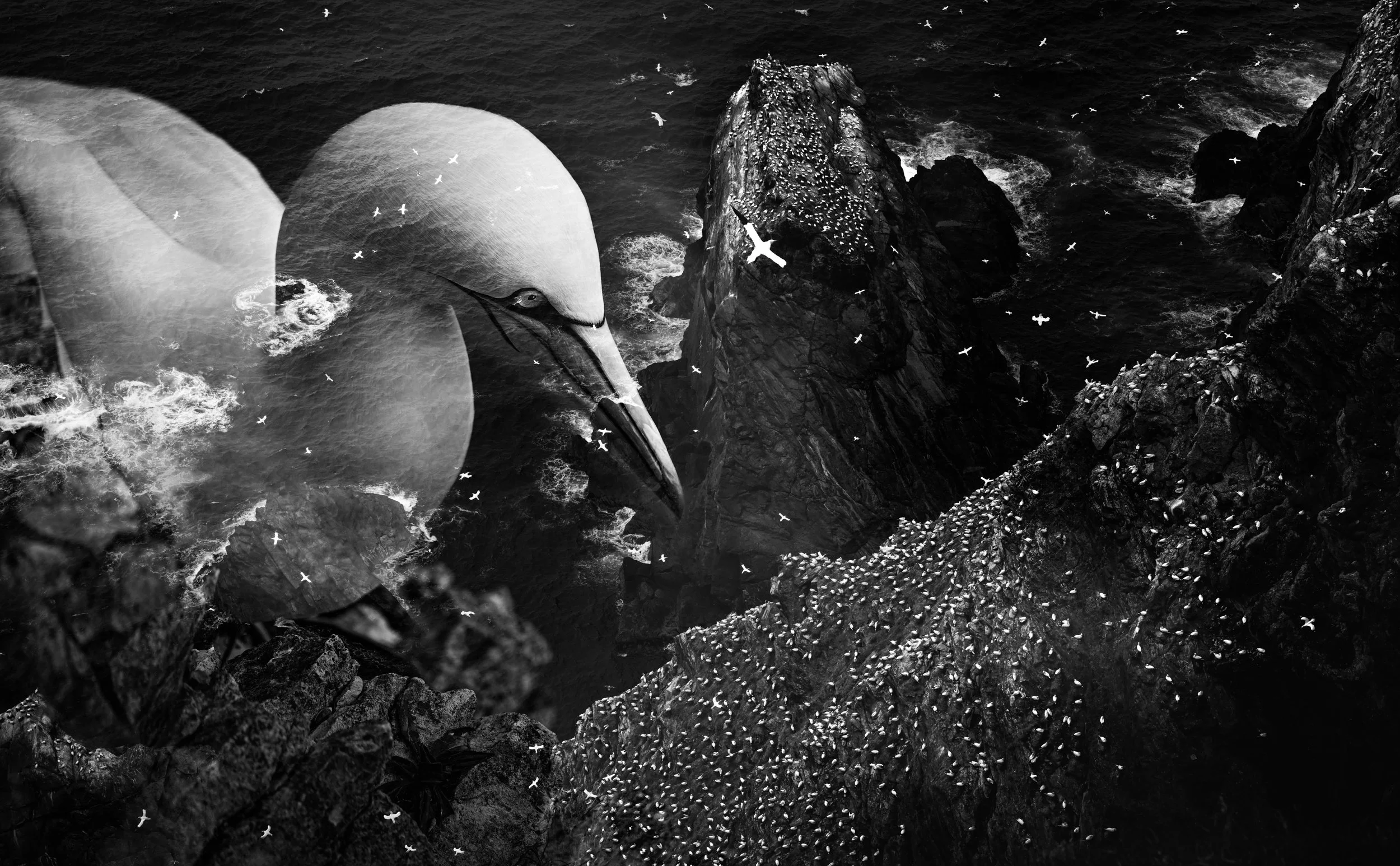 Gannet composite ©Rachel Bigsby