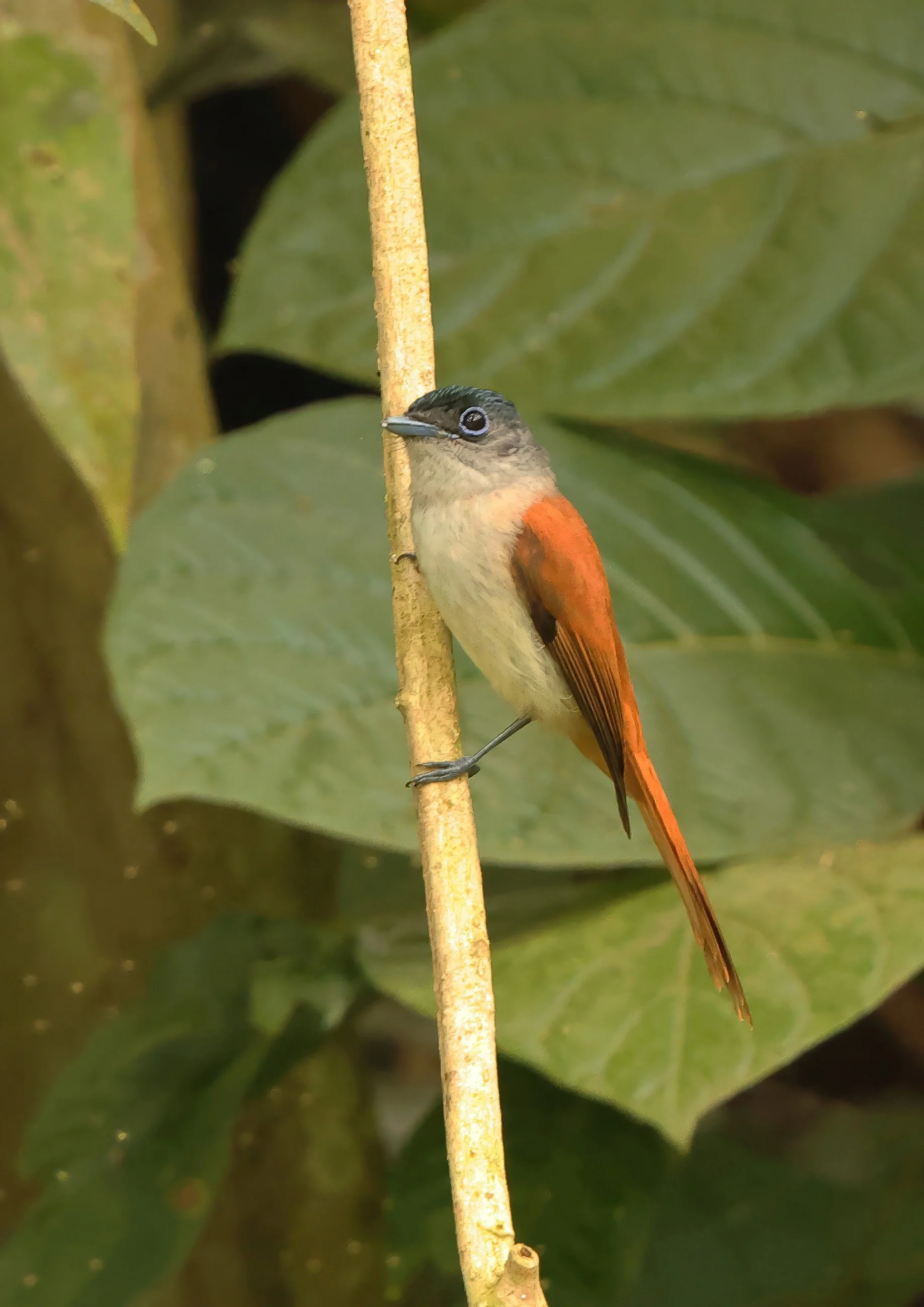 São Tomé Paradise Flycatcher ©Neil Bowman