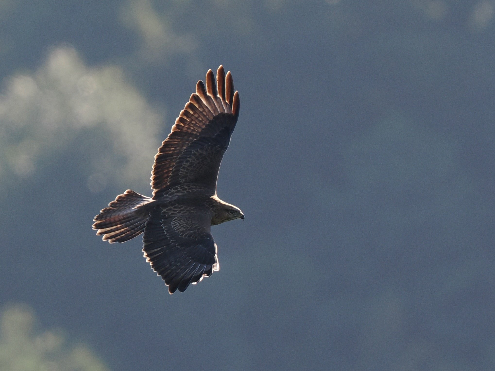 Steppe Buzzard