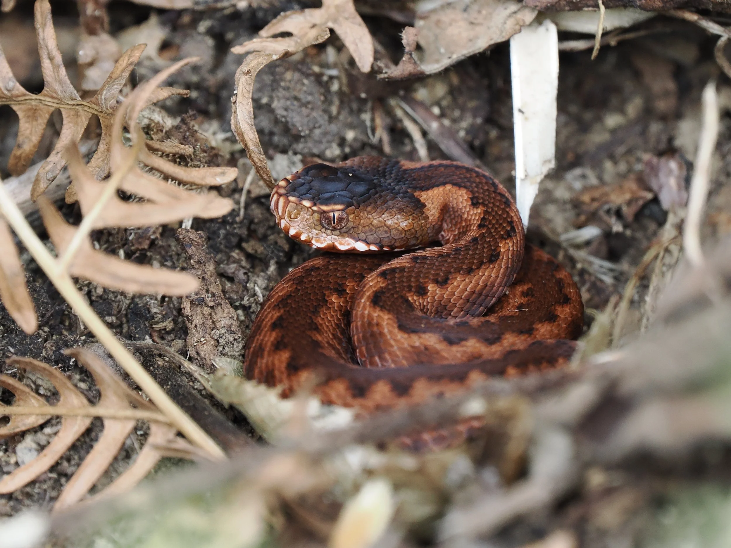 Caucasian Viper