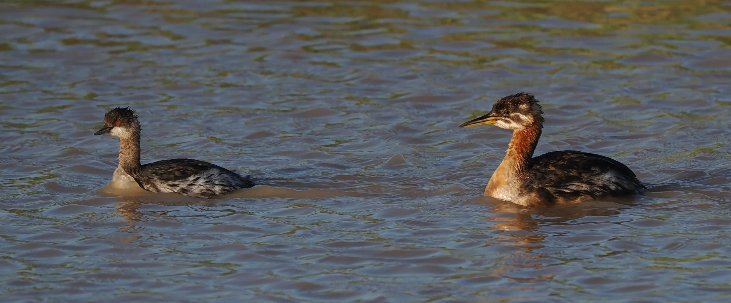 Black-necked Grebe (left), Red-necked Grebe (right)