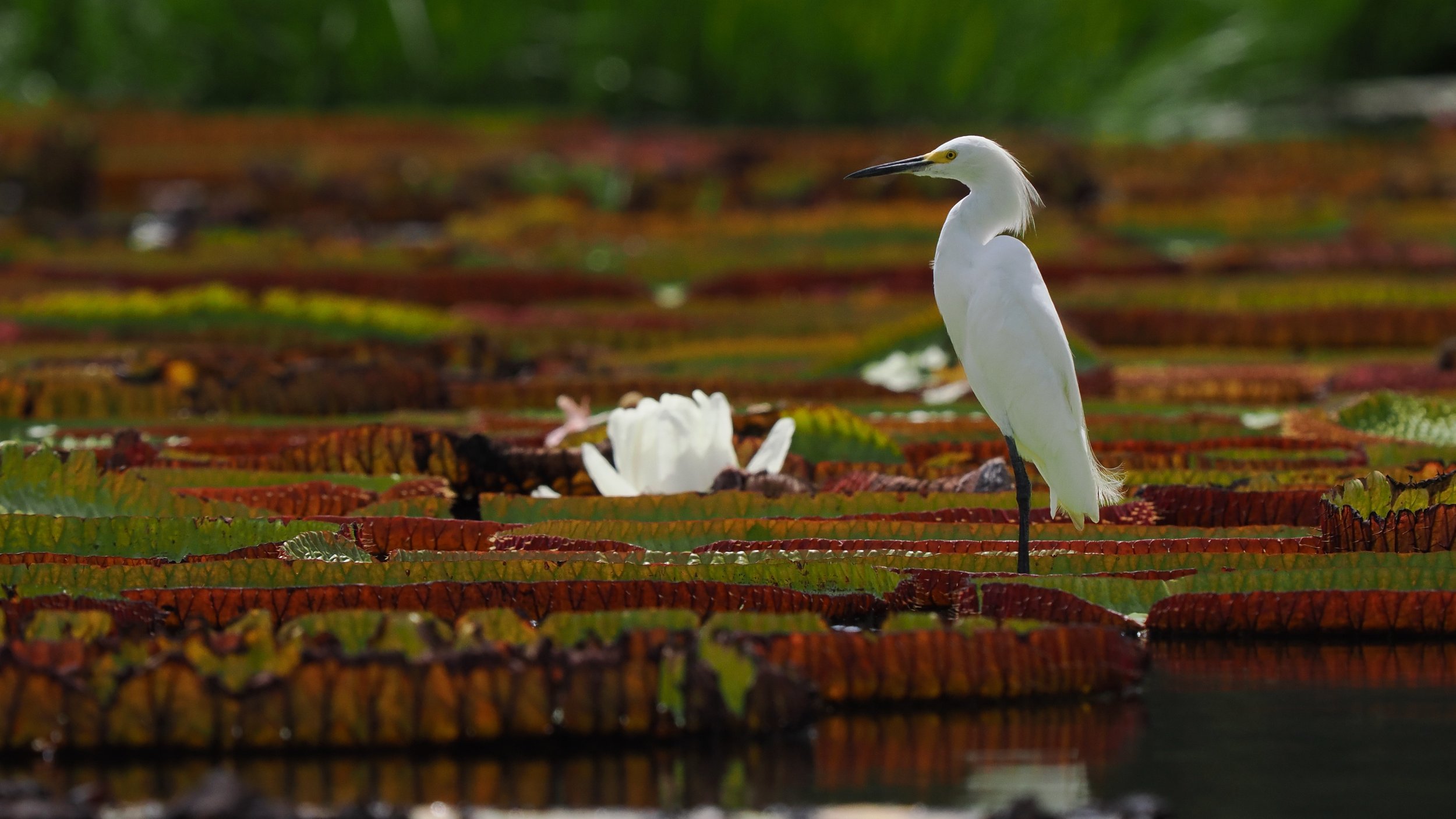 A Snowy Egret fishing from the Giant Amazonian Water Lily's
