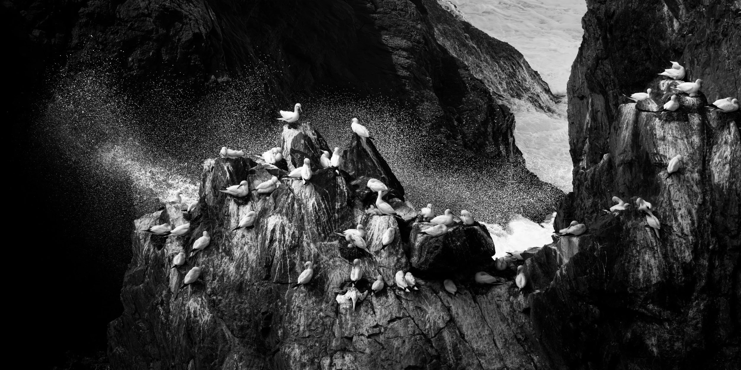 Gannets Hermaness ©Rachel Bigsby