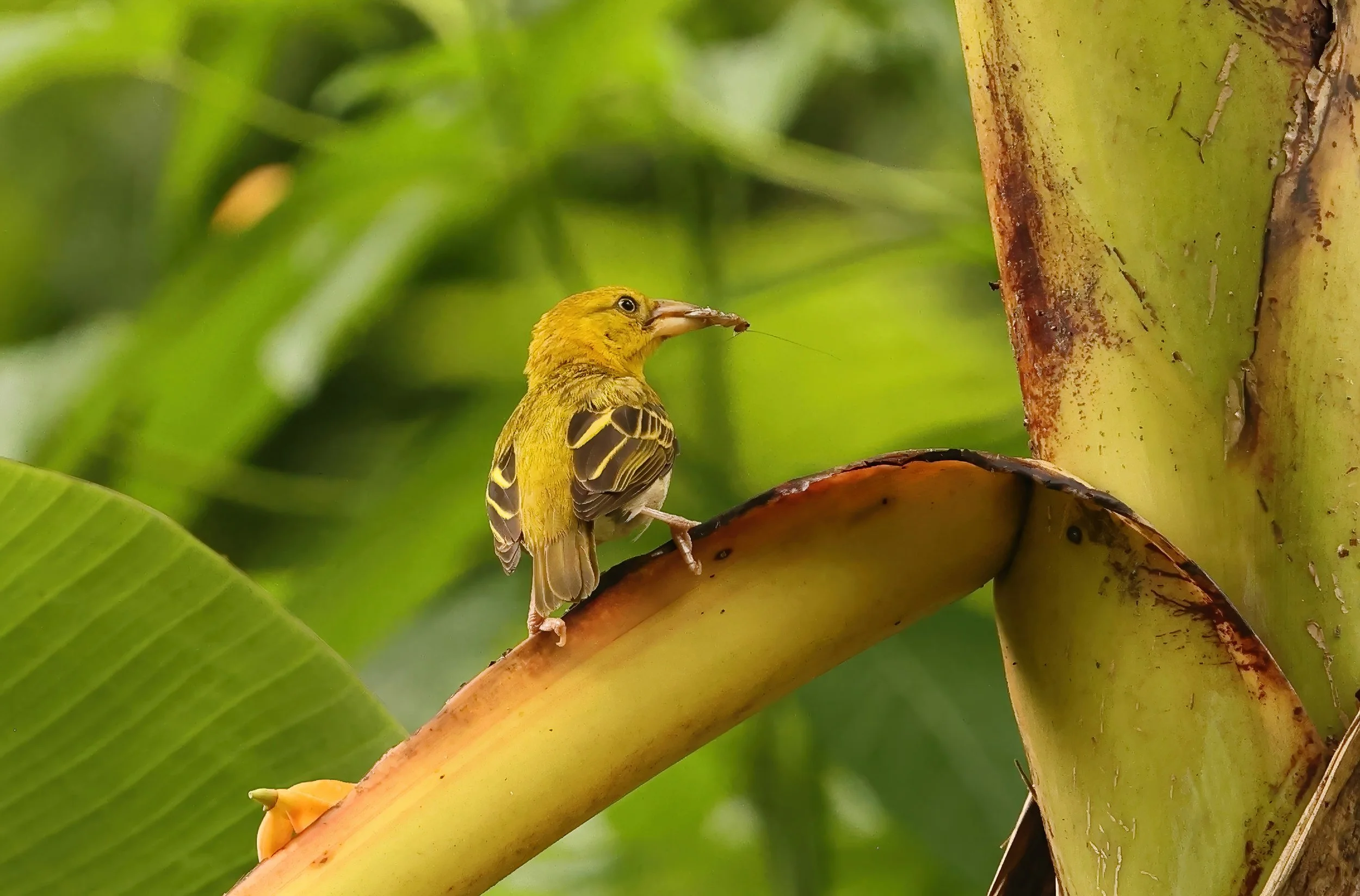 Principe Golden Weaver ©Neil Bowman