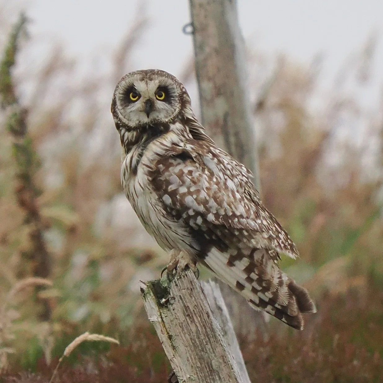 Short-eared Owl