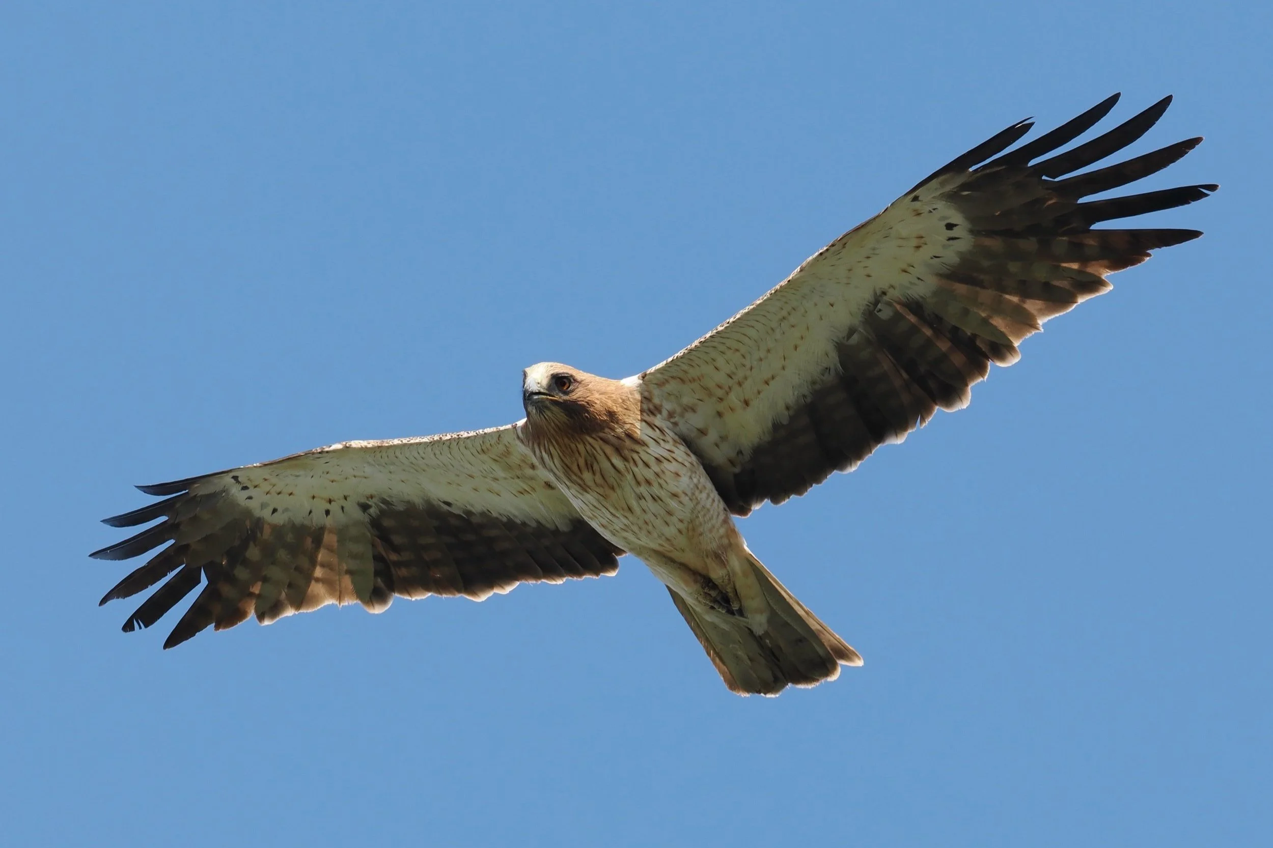 Booted Eagle, Spain by Dan Brown