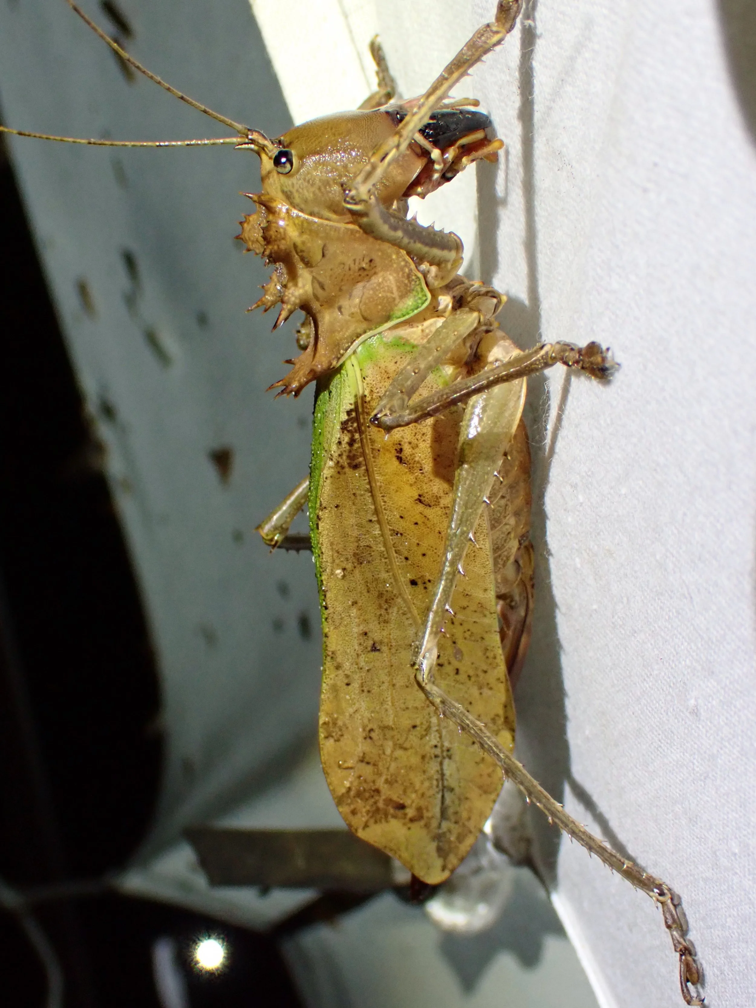 Dragon Katydid