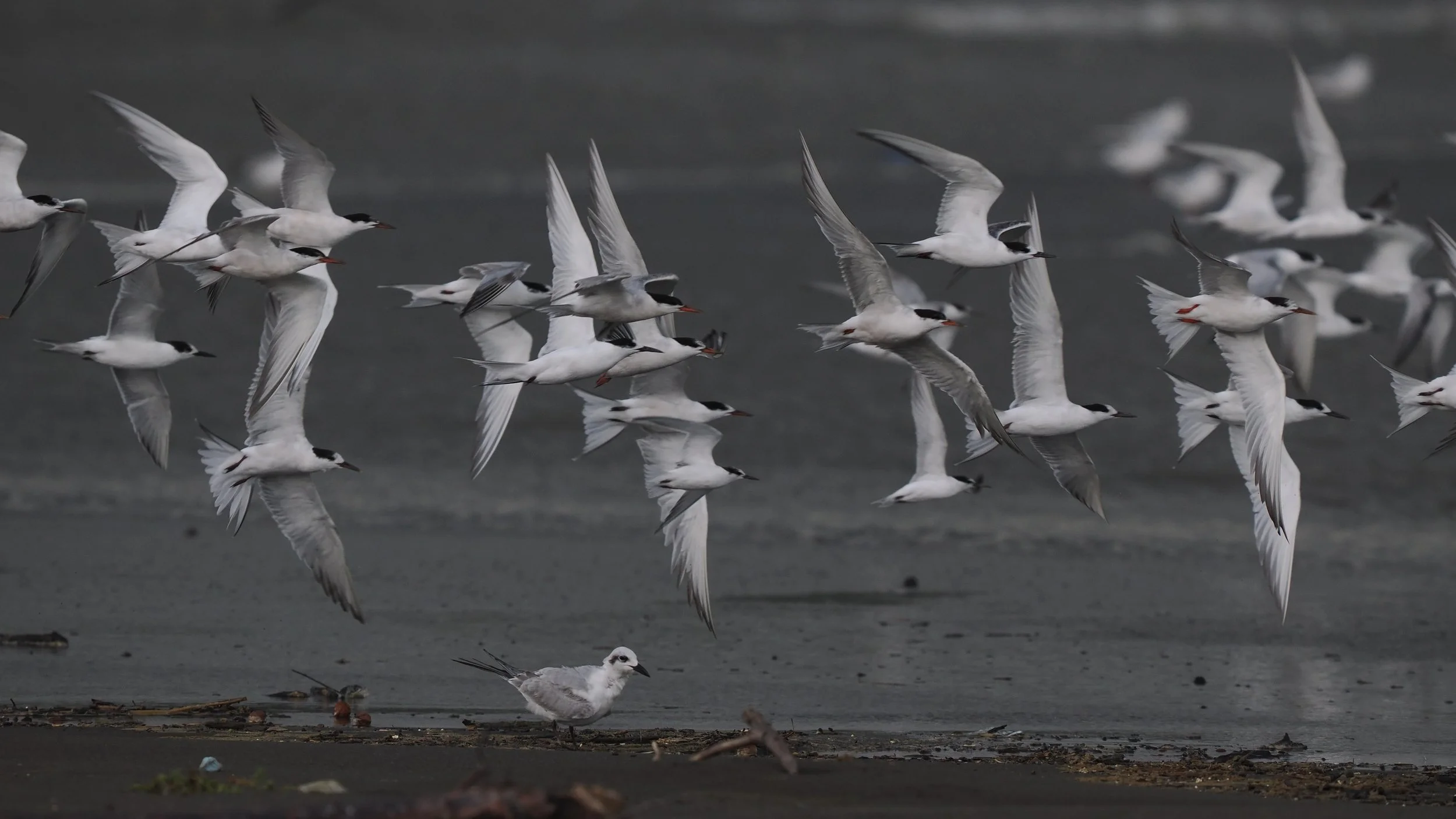Terns