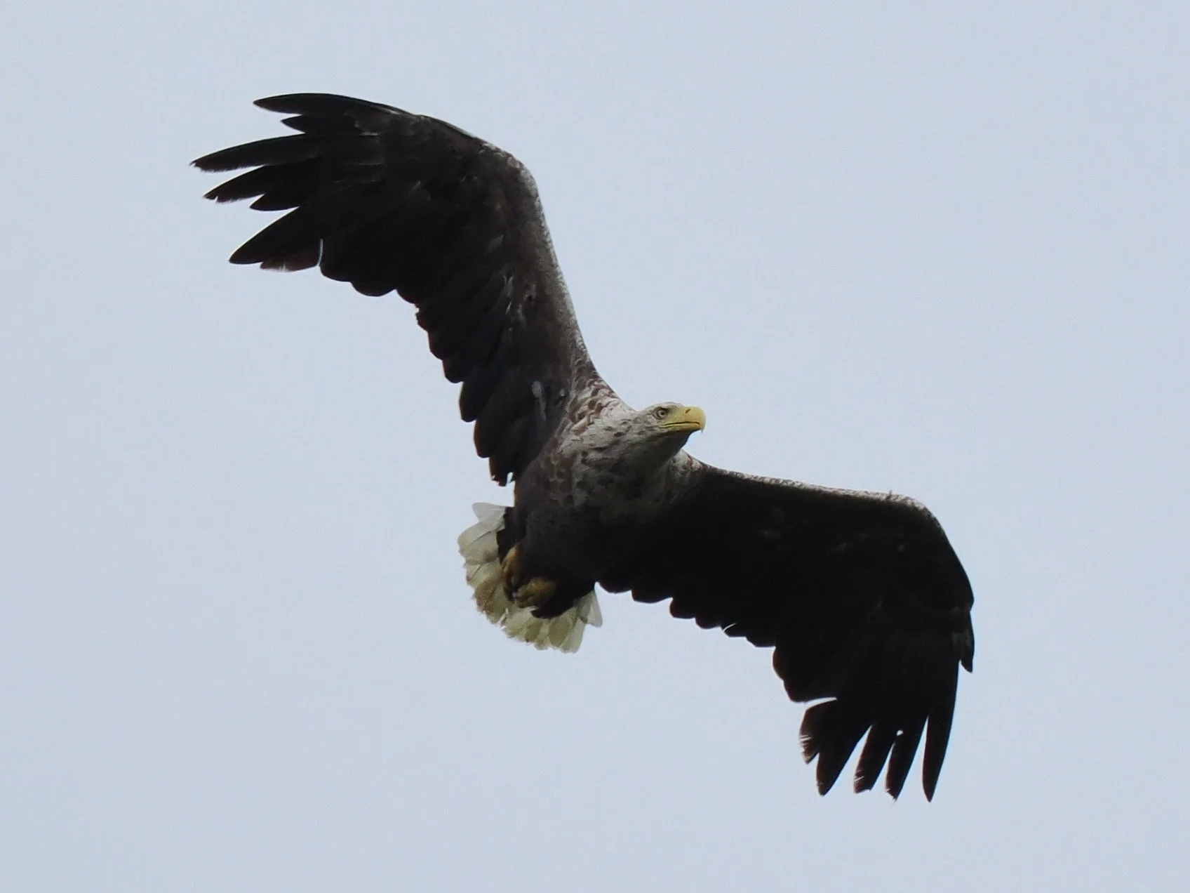 Tour Diary - Western Isles Wildlife July 2026